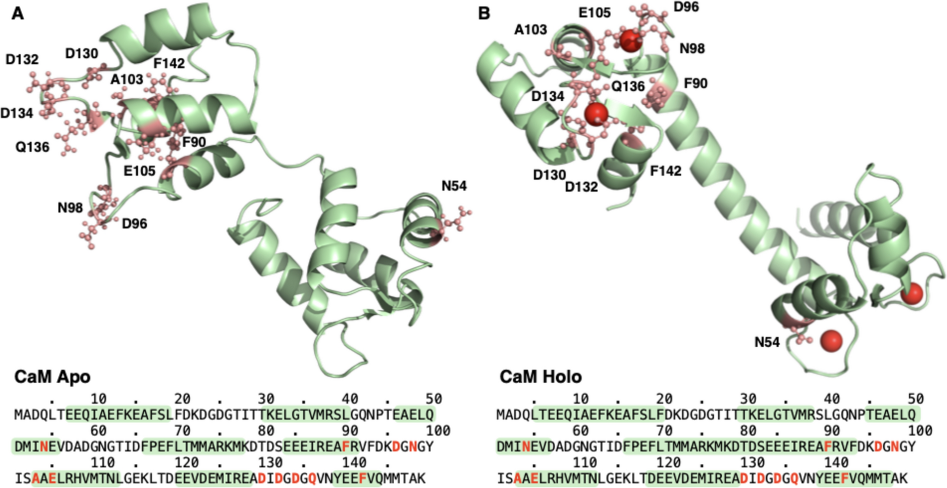 Assessing the predicted impact of single amino acid substitutions in calmodulin for CAGI6 challenges