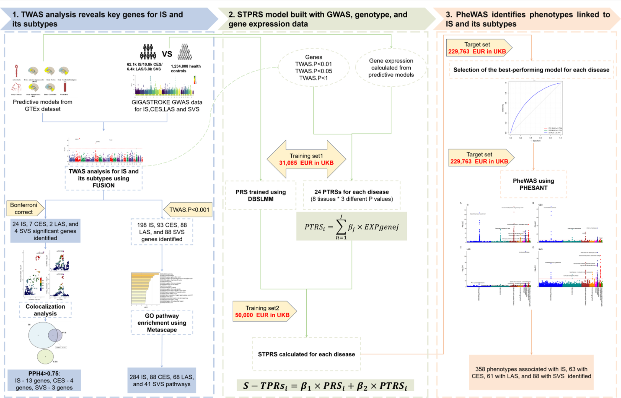 Integrating transcriptomic and polygenic risk scores to enhance predictive accuracy for ischemic stroke subtypes