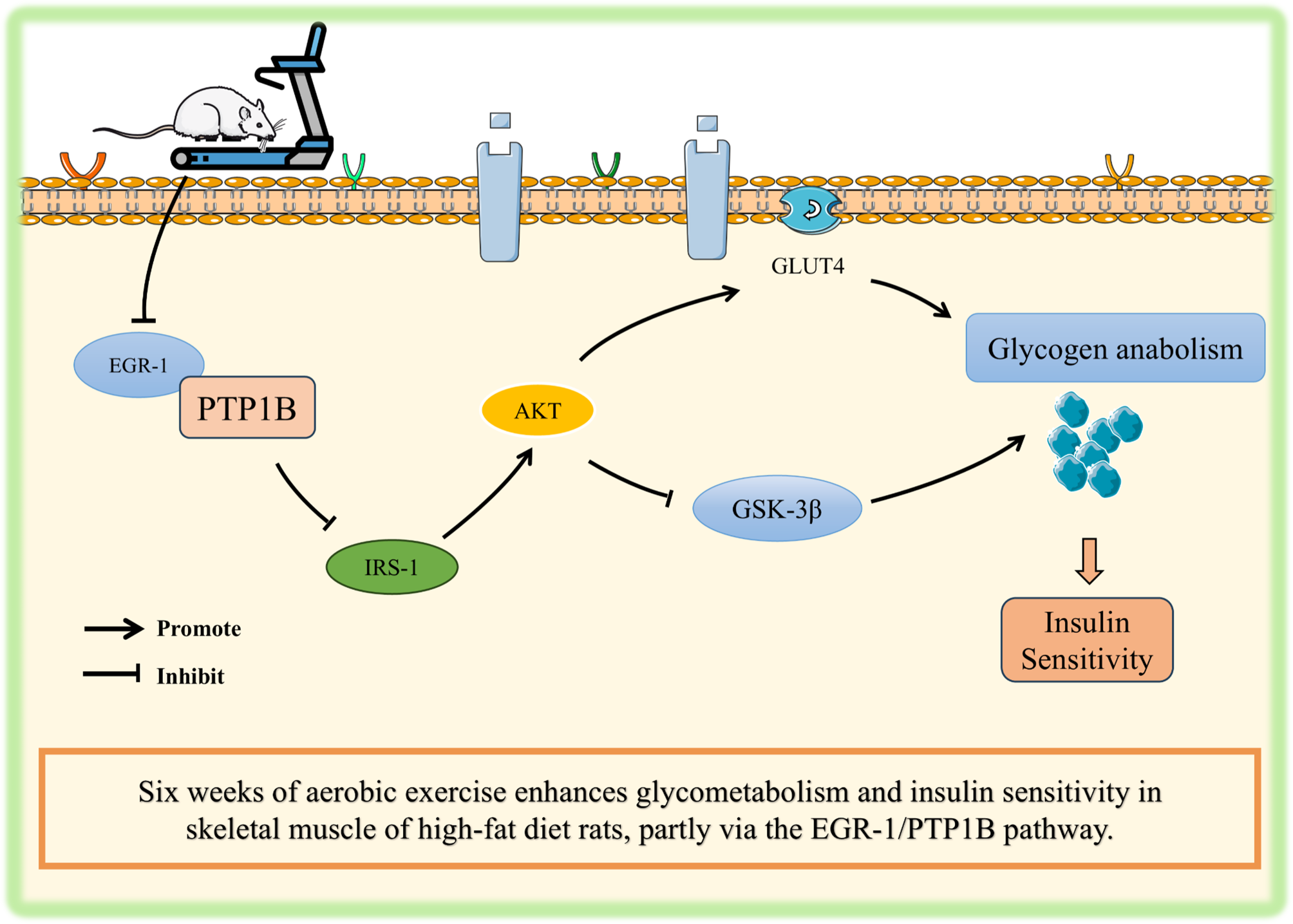 Aerobic exercise attenuates high-fat diet-induced glycometabolism impairments in skeletal muscle of rat: role of EGR-1/PTP1B signaling pathway