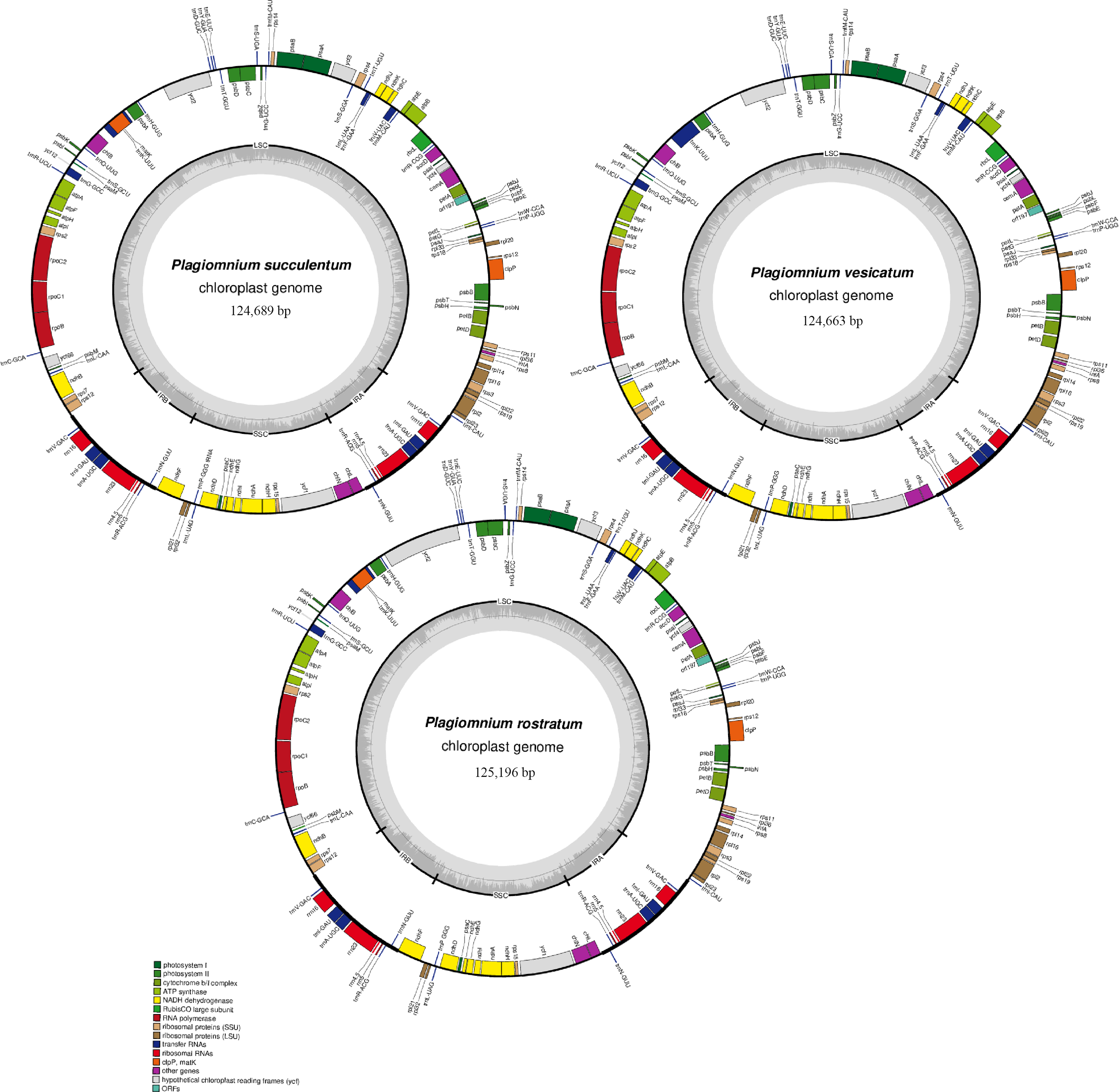 Complete chloroplast genome characterization of three Plagiomnium species and the phylogeny of family Mniaceae