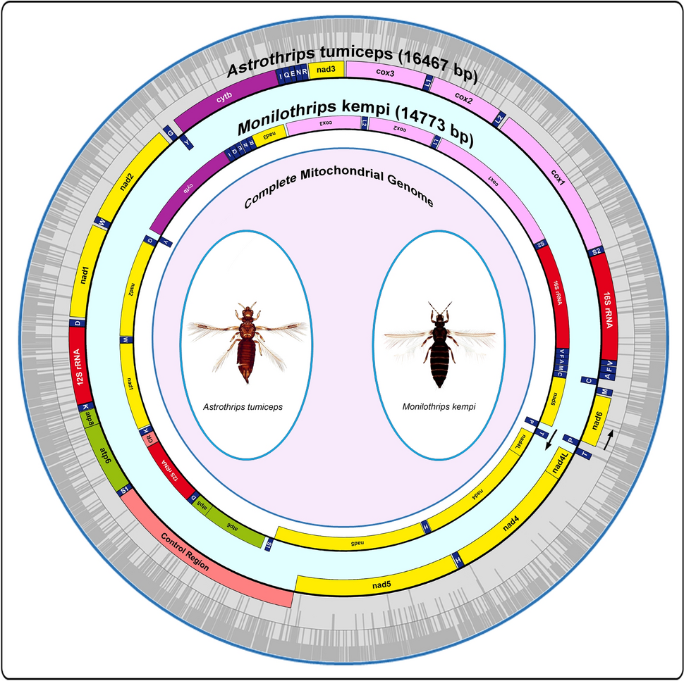 Mitogenomics providing new insights into the phylogenetic structure of subfamily Panchaetothripinae (Thripidae: Terebrantia)