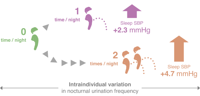 Intraindividual correlations between nocturnal urination frequency and sleep blood pressure: the Nagahama Study