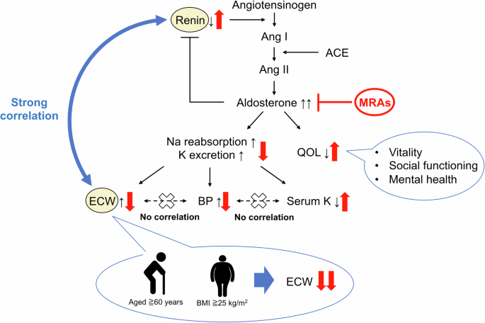 Possible antihypertensive effects of mineralocorticoid receptor antagonists other than reducing extracellular water