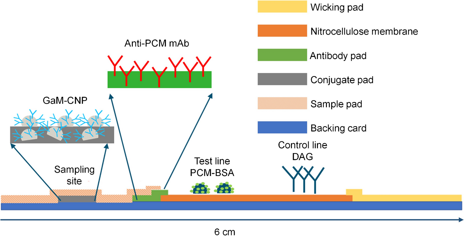 Development and validation of an indirect competitive lateral flow immunoassay for the detection of acetaminophen (paracetamol) in bovine urine