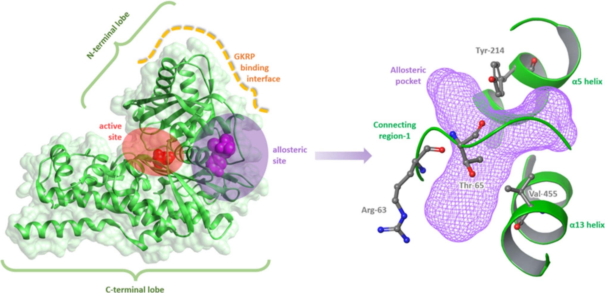 In silico design of dehydrophenylalanine containing peptide activators of glucokinase using pharmacophore modelling, molecular dynamics and machine learning: implications in type 2 diabetes