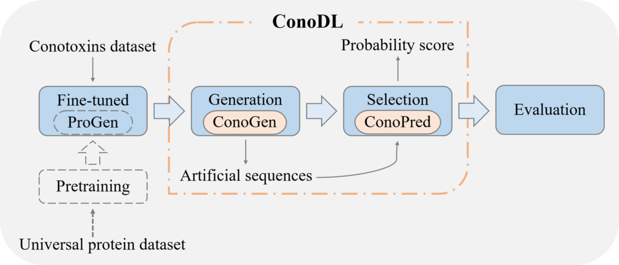 ConoDL: a deep learning framework for rapid generation and prediction of conotoxins