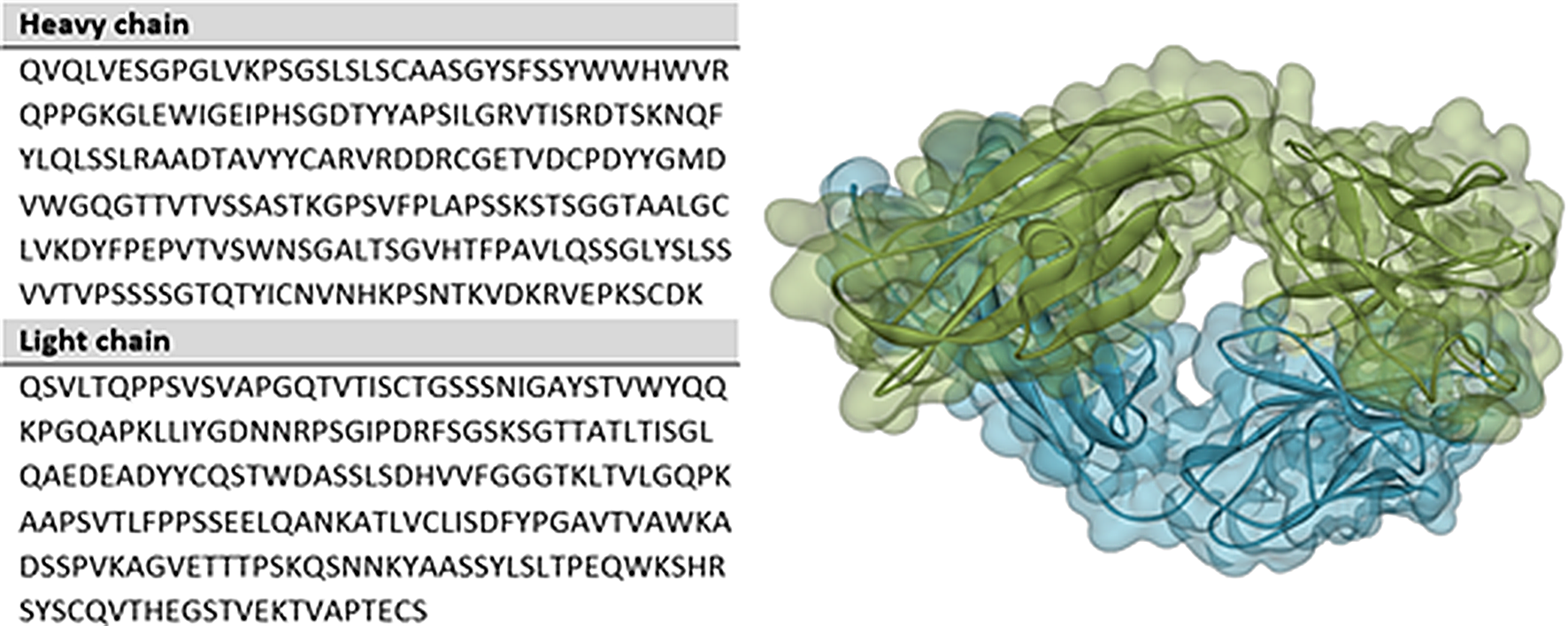 Steered molecular dynamics simulation as a post-process to optimize the iBRAB-designed Fab model