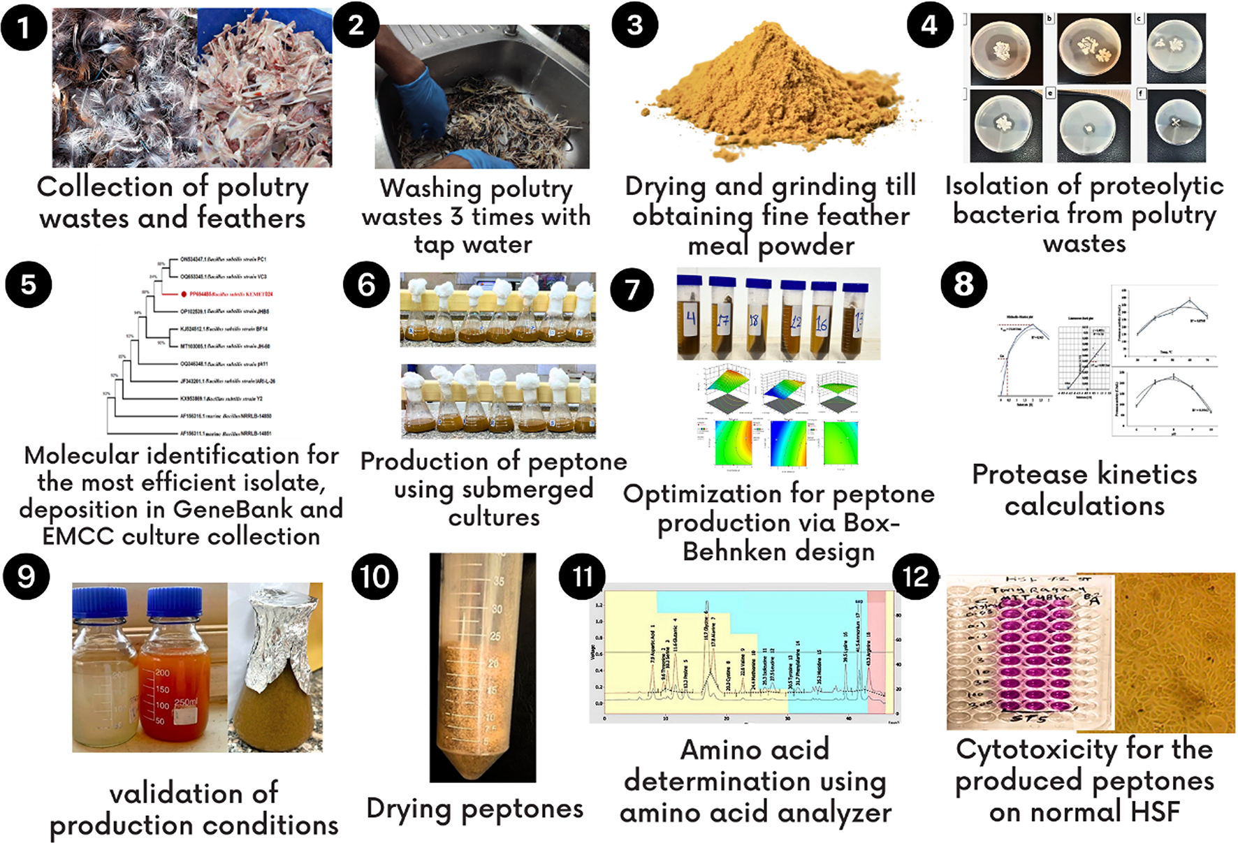 Optimization and characterization studies of poultry waste valorization for peptone production using a newly Egyptian Bacillus subtilis strain