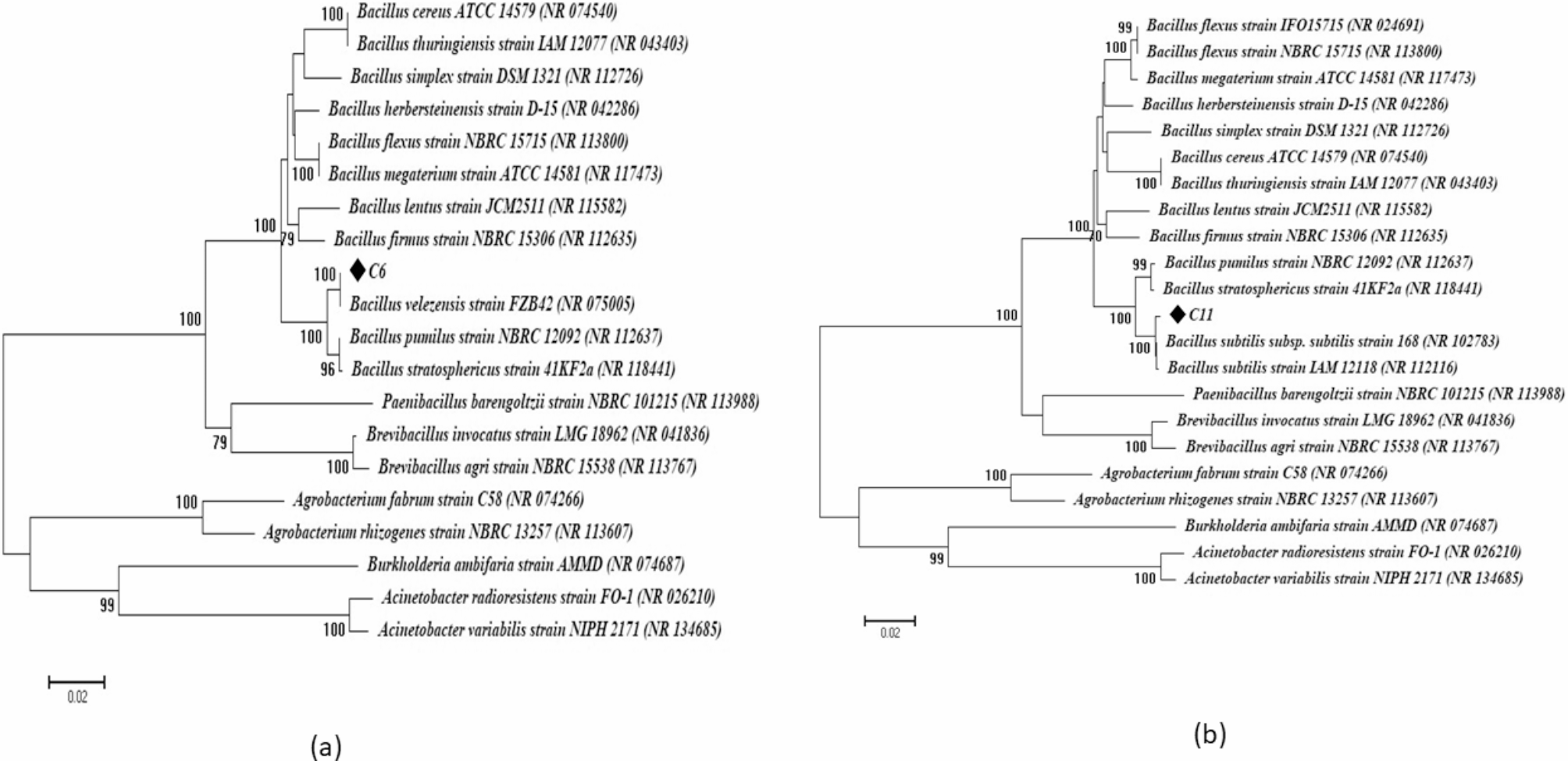 Deciphering the nature and statistical optimization of antimicrobial metabolites of two endophytic bacilli