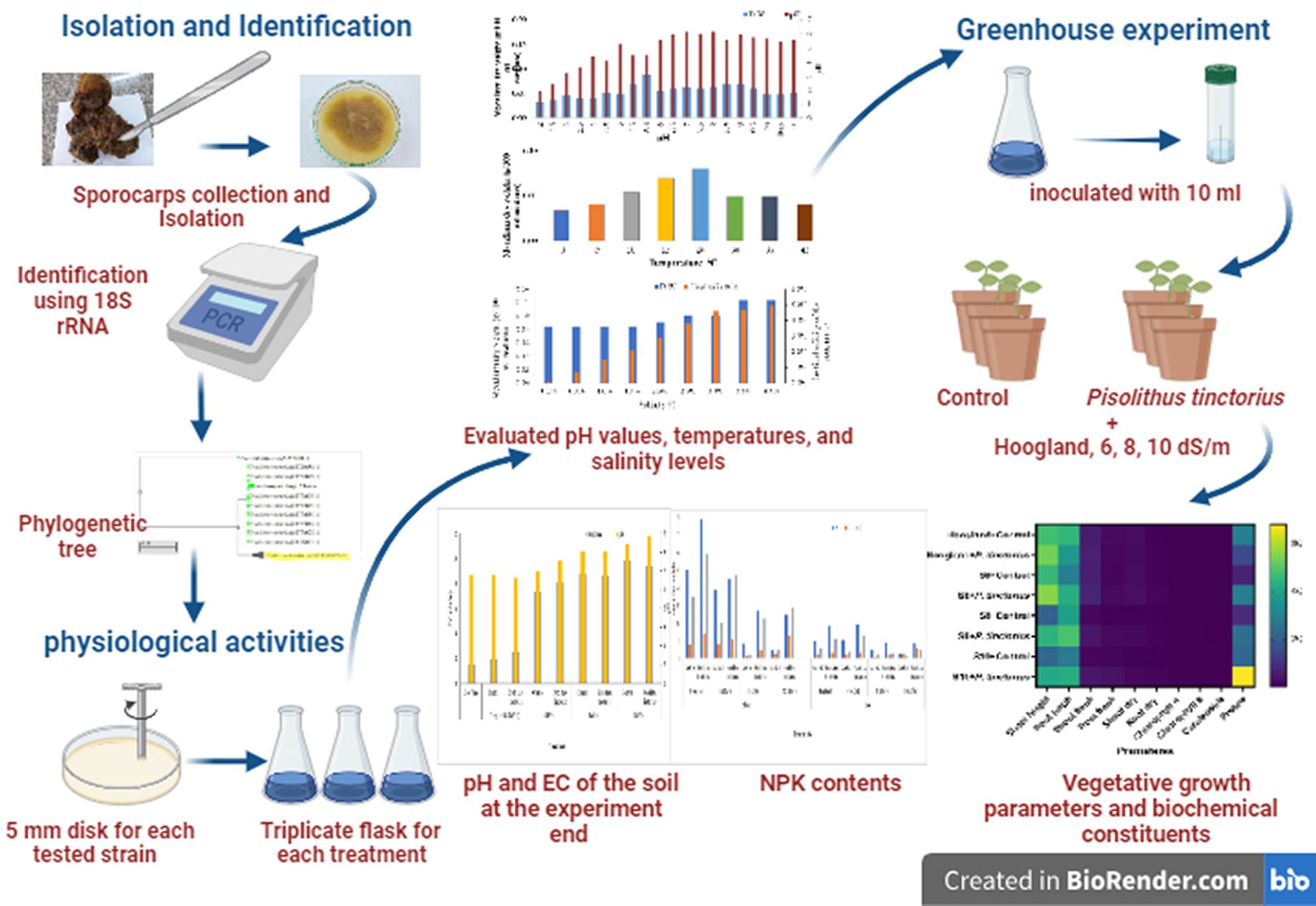 Evaluating the effectiveness of Pisolithus tinctorius in enhancing the Eucalyptus’ resistance to salt stress