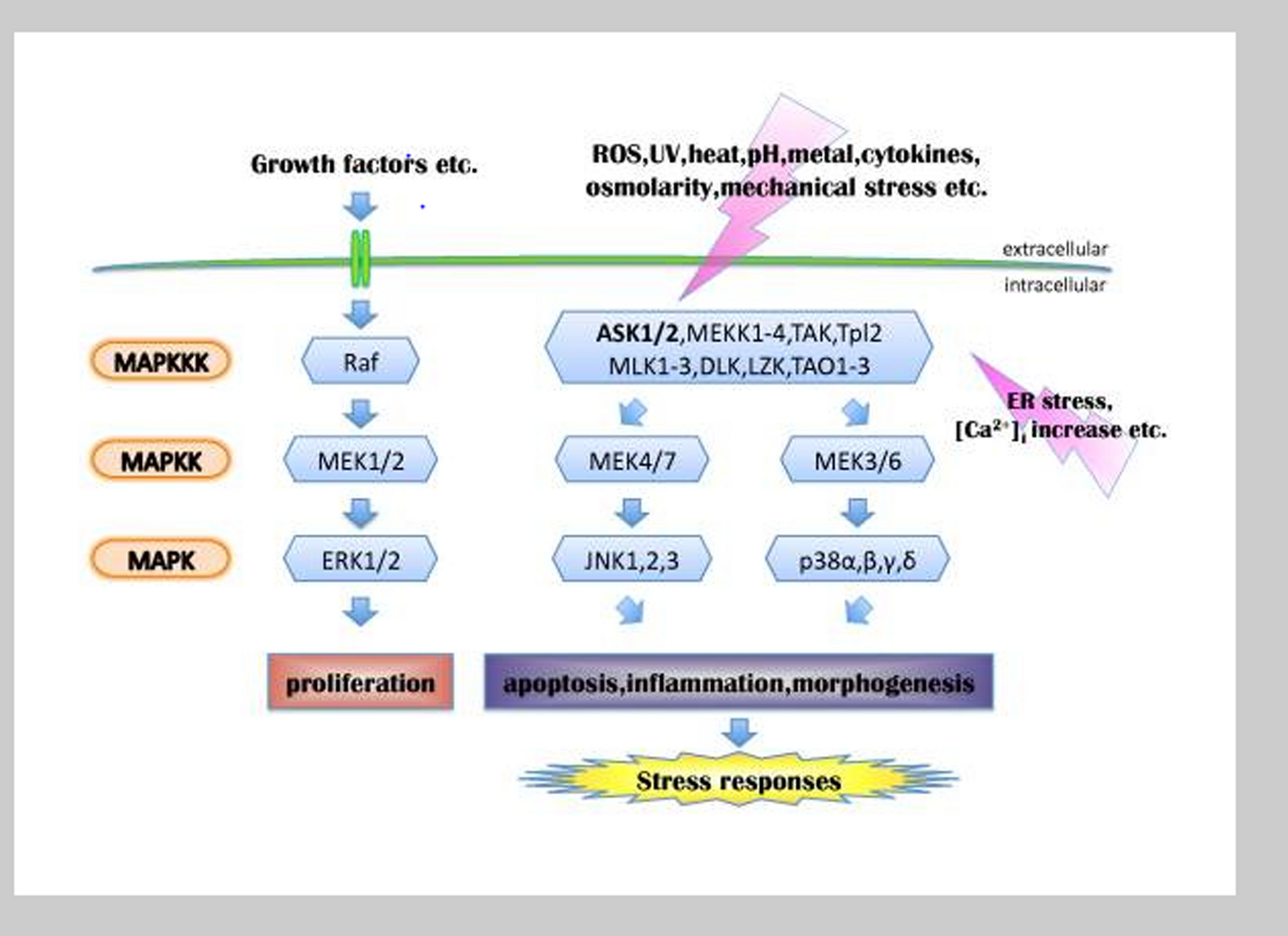 Computer-guided identification of novel inhibitors of apoptosis-signaling kinase 1 from Spondia mombim bioactive compounds against colorectal cancer