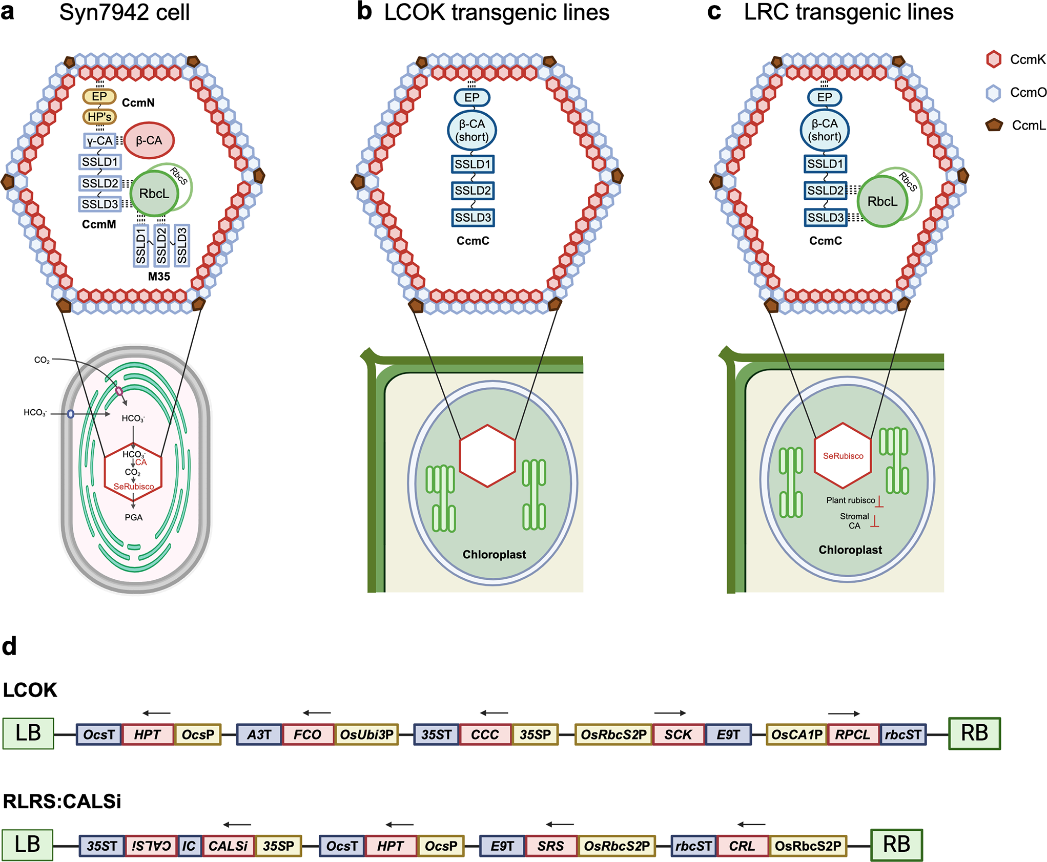 Towards assembling functional cyanobacterial β-carboxysomes in Oryza sativa chloroplasts