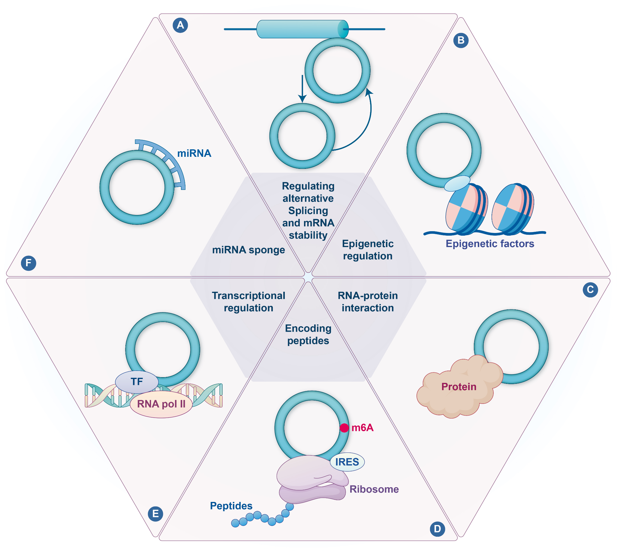 Circular RNAs in the pathogenesis of SARS-CoV-2: potential diagnostic biomarkers and therapeutic targets