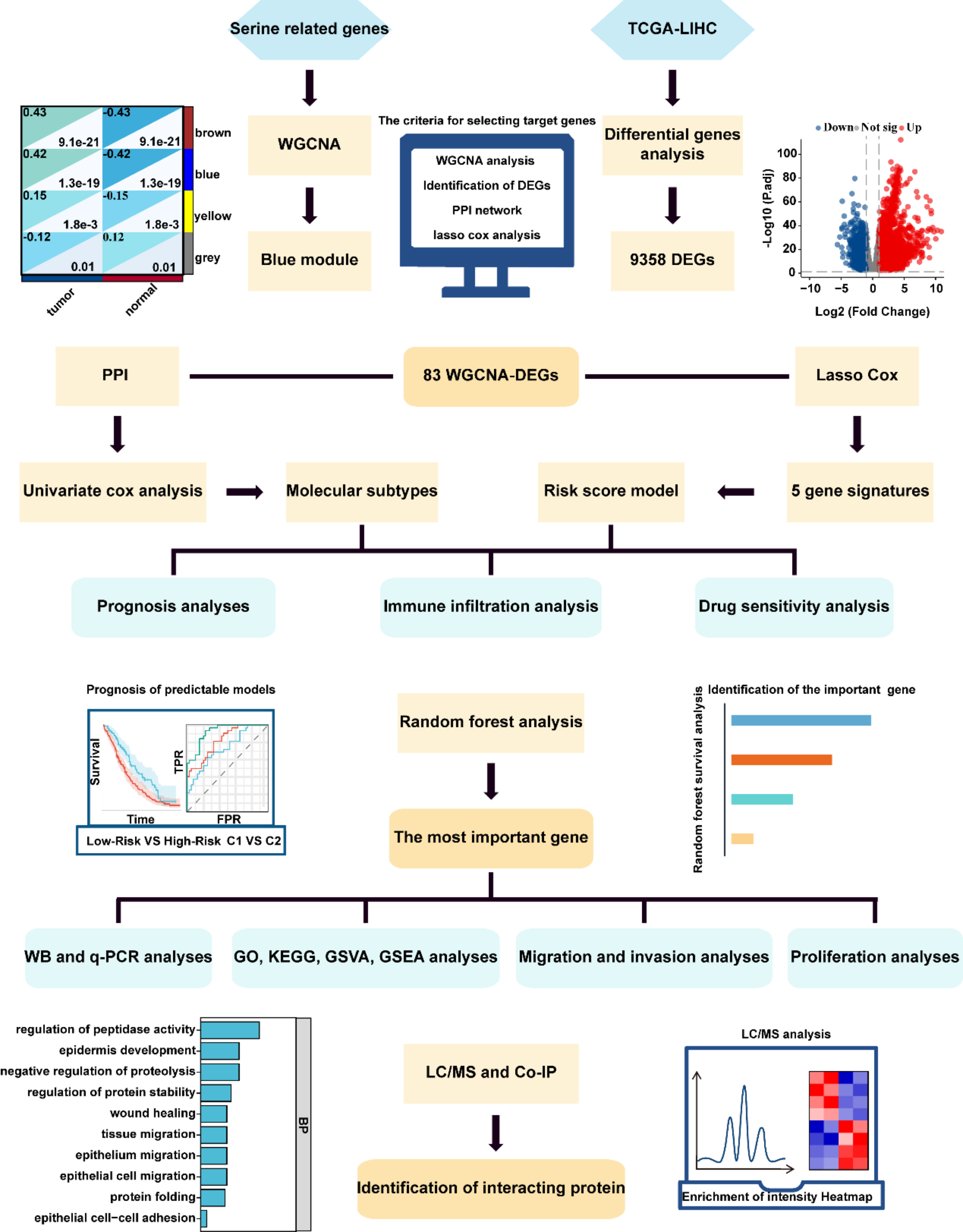 Serine related gene CCT6A promotes metastasis of hepatocellular carcinoma via interacting with RPS3