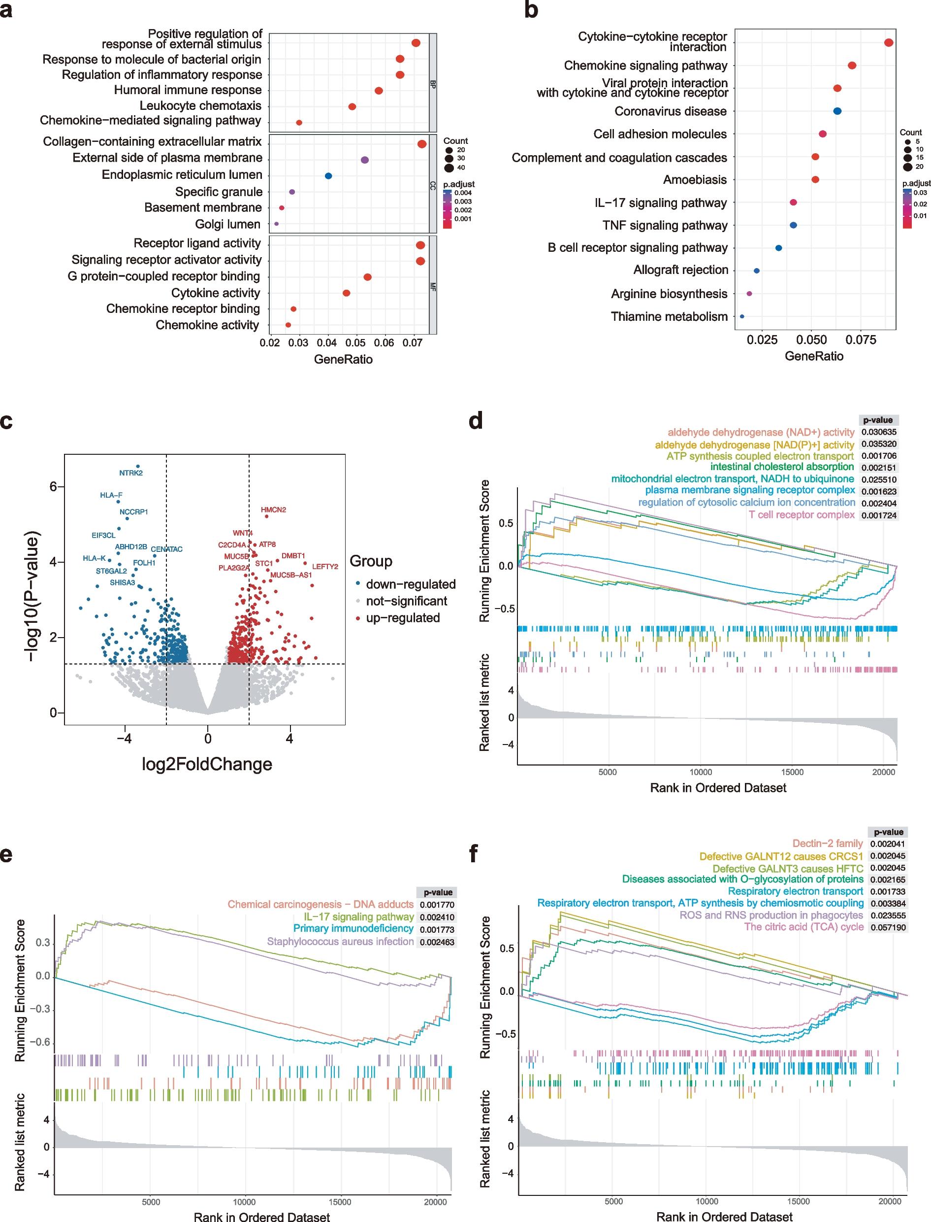 Disrupted mitochondrial morphology and function exacerbate inflammation in elderly-onset ulcerative colitis