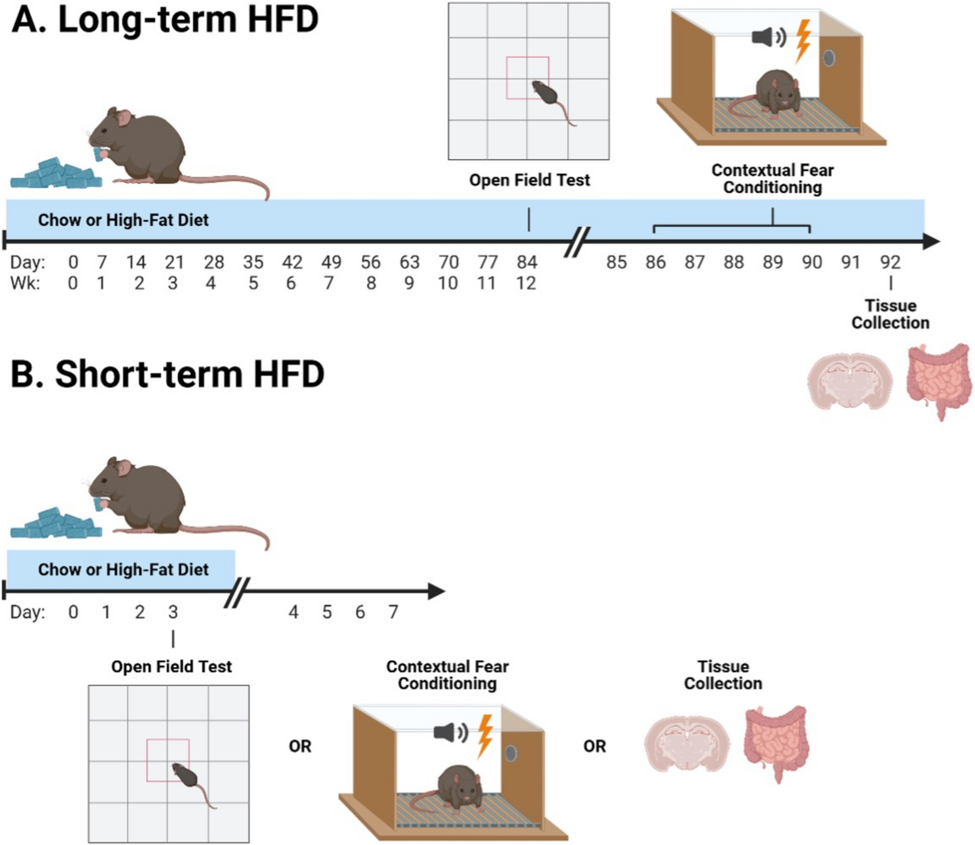 Obesity-associated memory impairment and neuroinflammation precede widespread peripheral perturbations in aged rats