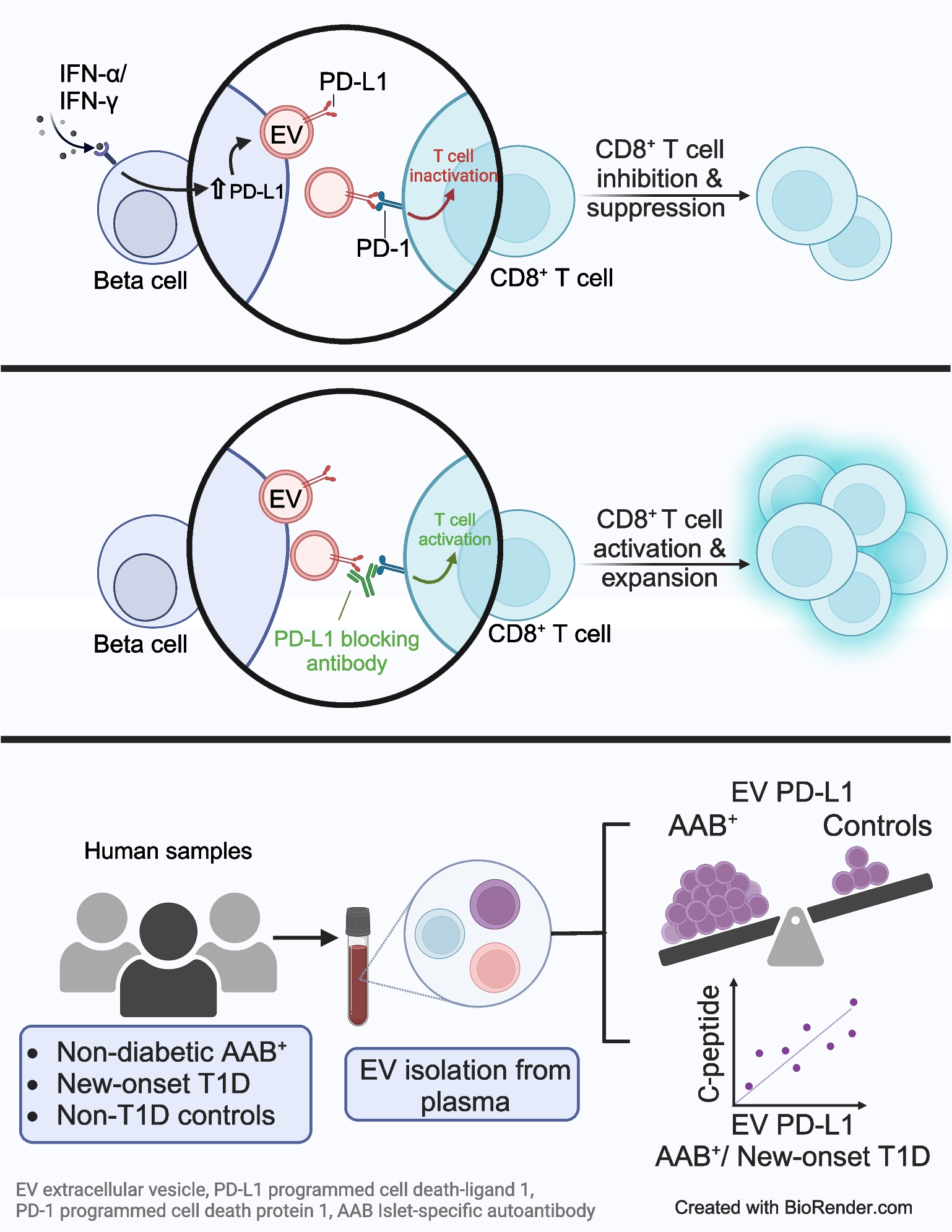 Beta cell extracellular vesicle PD-L1 as a novel regulator of CD8+ T cell activity and biomarker during the evolution of type 1 diabetes