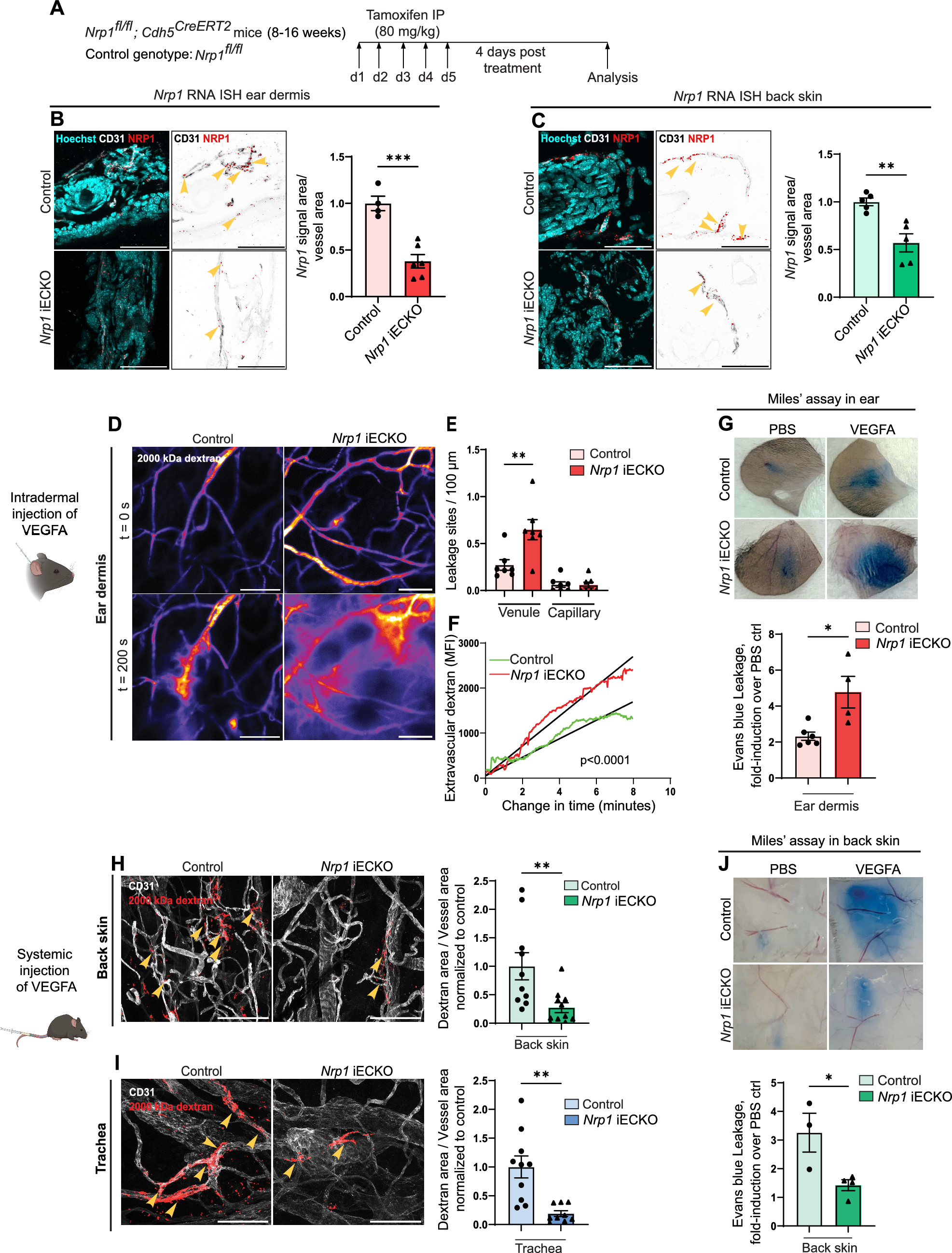 Neuropilin-1 controls vascular permeability through juxtacrine regulation of endothelial adherens junctions