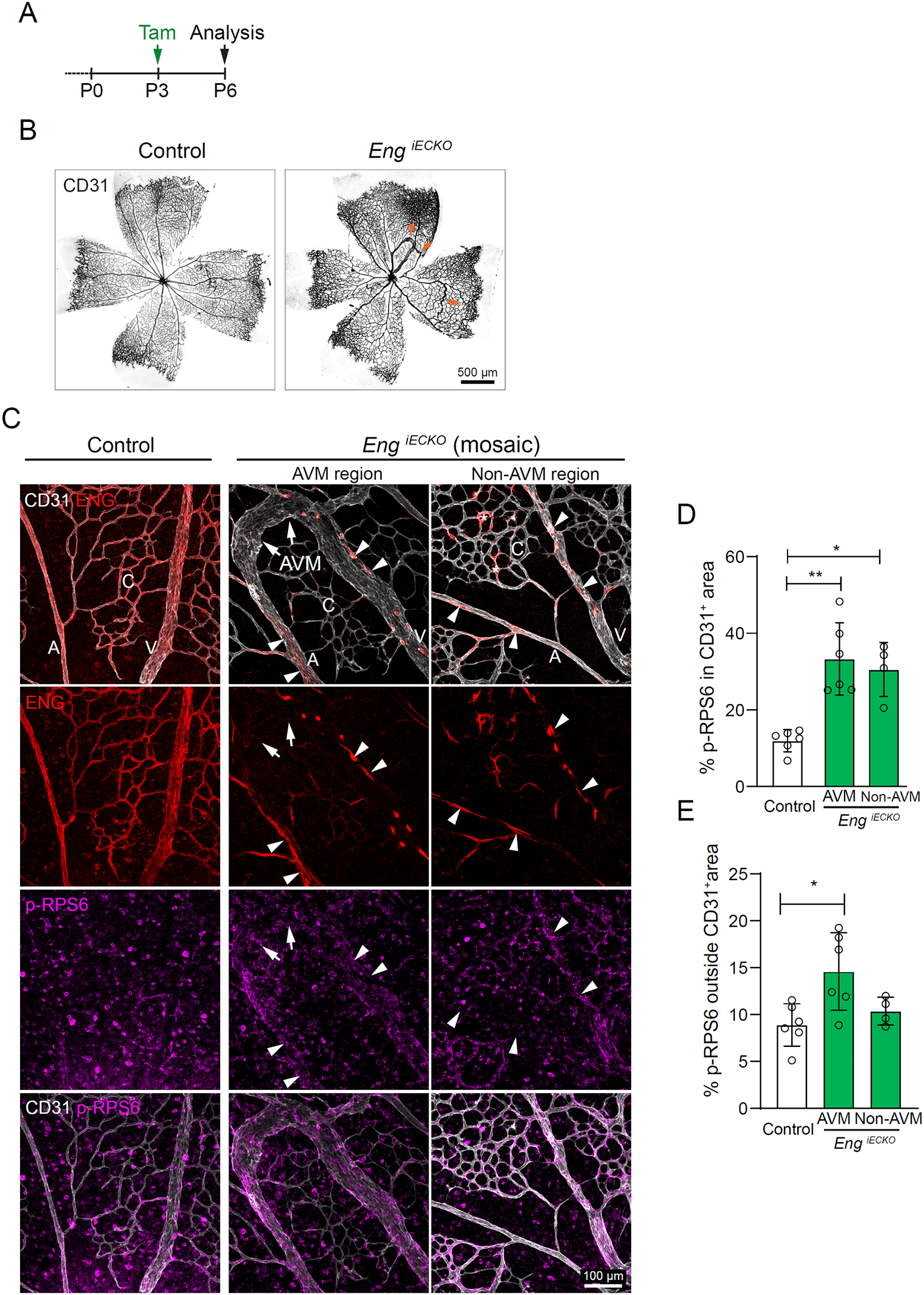 Genetic and pharmacological targeting of mTORC1 in mouse models of arteriovenous malformation expose non-cell autonomous signalling in HHT