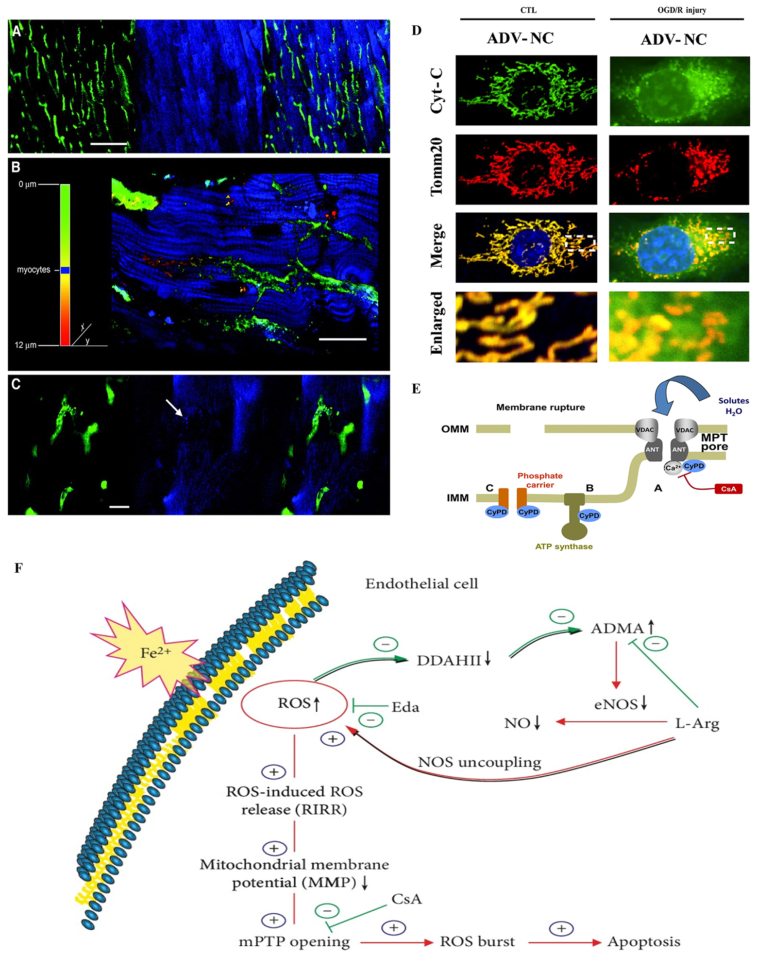 Emerging insights into the pathogenesis and therapeutic strategies for vascular endothelial injury-associated diseases: focus on mitochondrial dysfunction