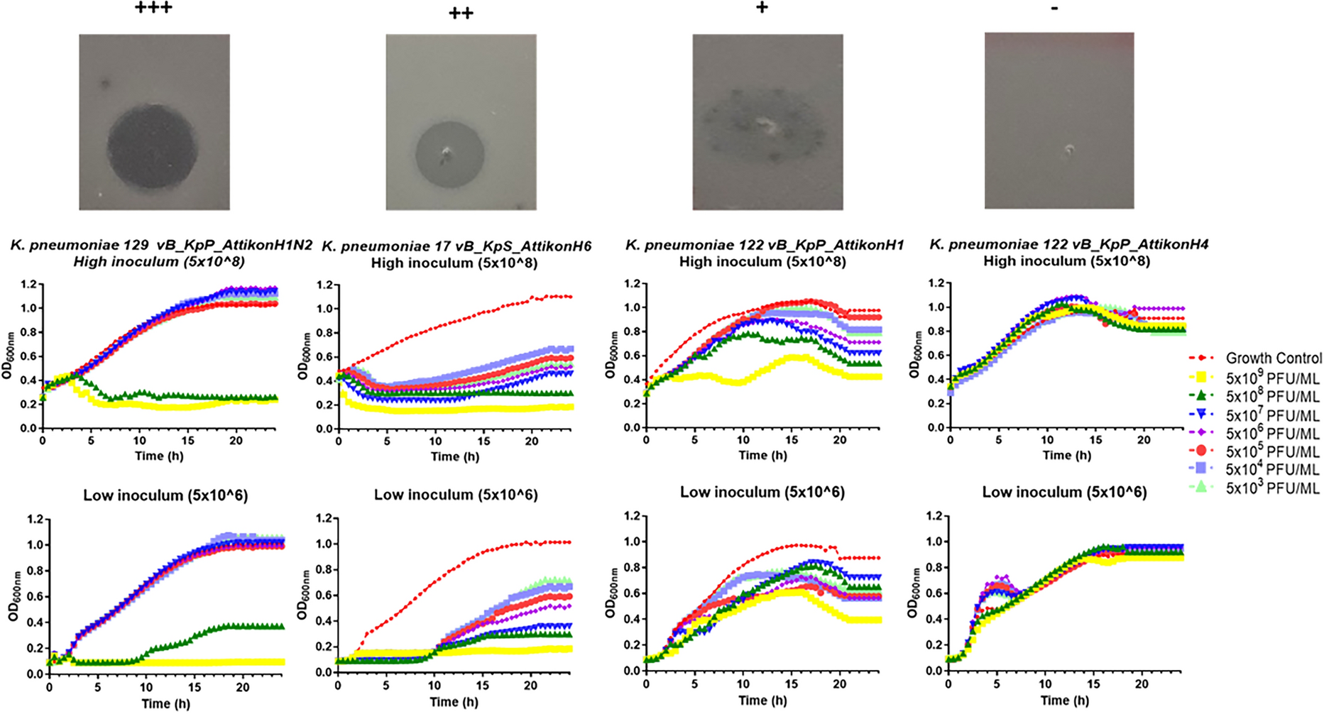 Detection of Phage’s Lytic Activity Against Carbapenemase-Producing Klebsiella pneumoniae Isolates Using a High-Throughput Microbroth Growth Inhibition Assay