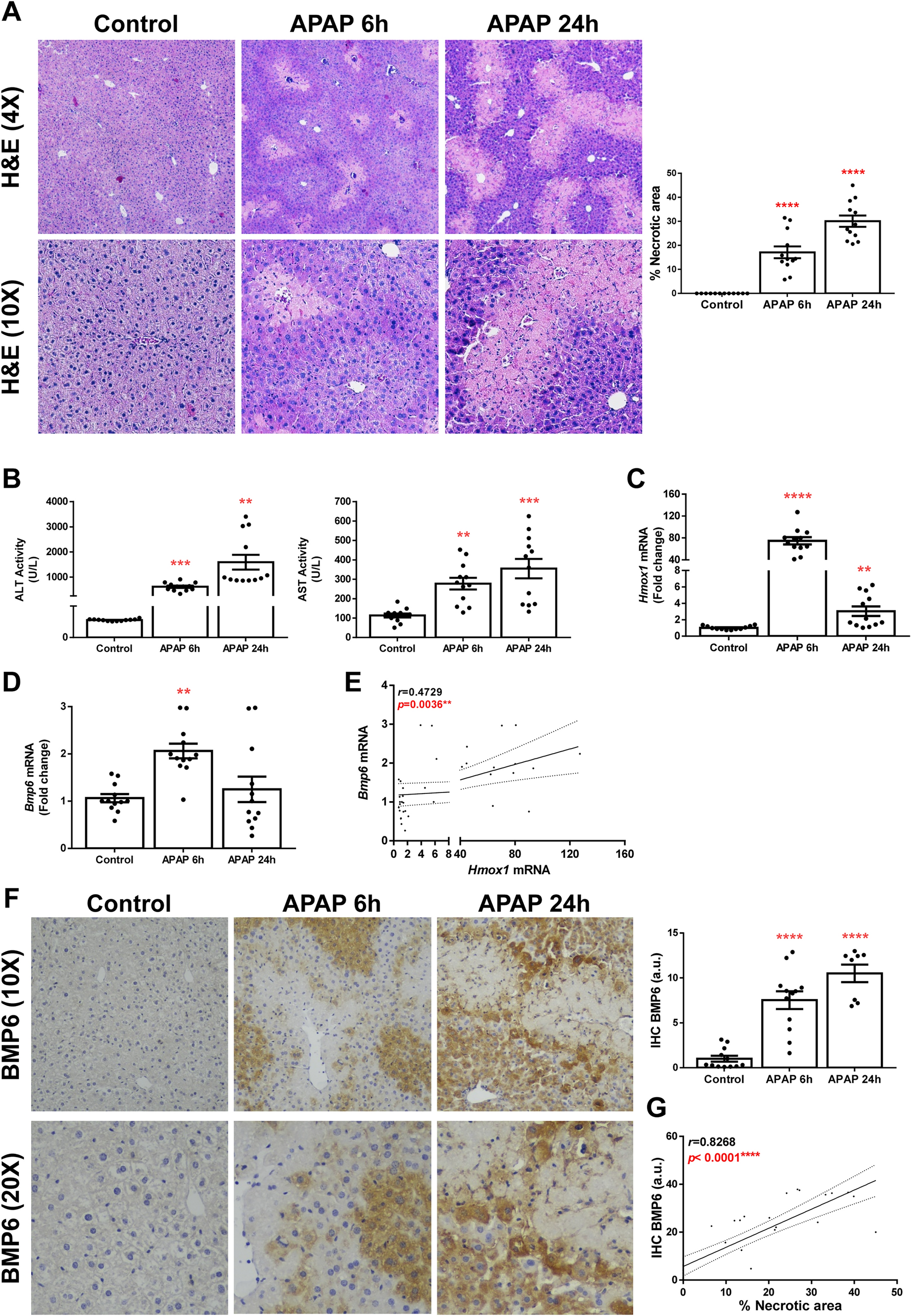 BMP6 participates in the molecular mechanisms involved in APAP hepatotoxicity