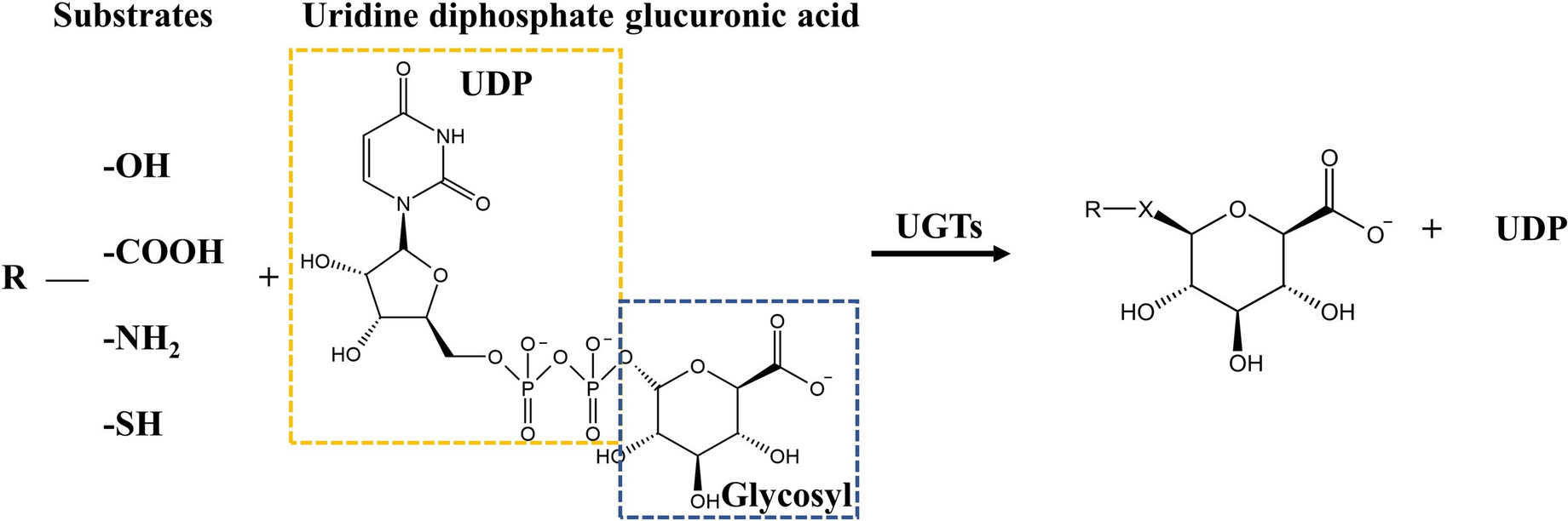 Insight into the structure, oligomerization, and the role in drug resistance of human UDP-glucuronosyltransferases