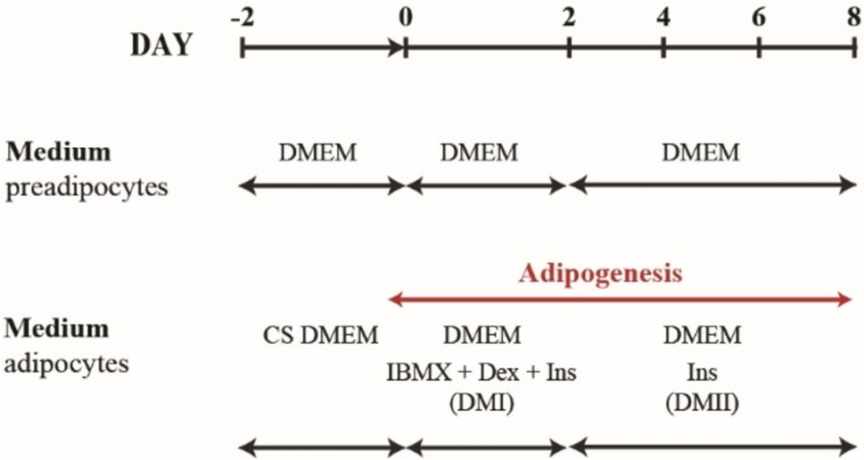 Accumulation of chlorinated paraffins in adipocytes is determined by cellular lipid content and chlorination level