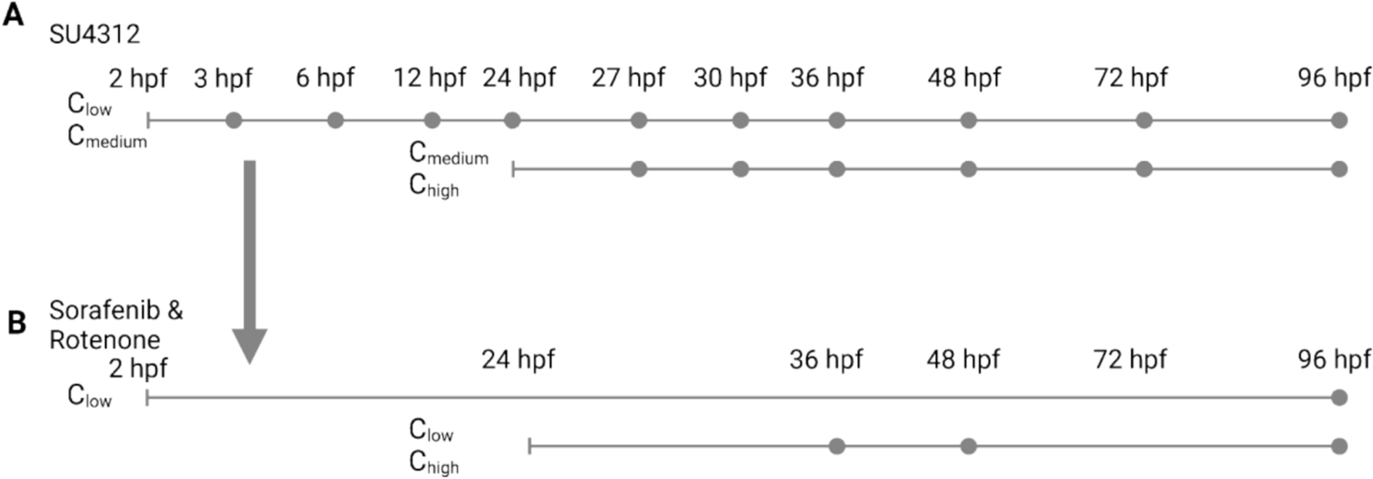 Dynamics in zebrafish development define transcriptomic specificity after angiogenesis inhibitor exposure