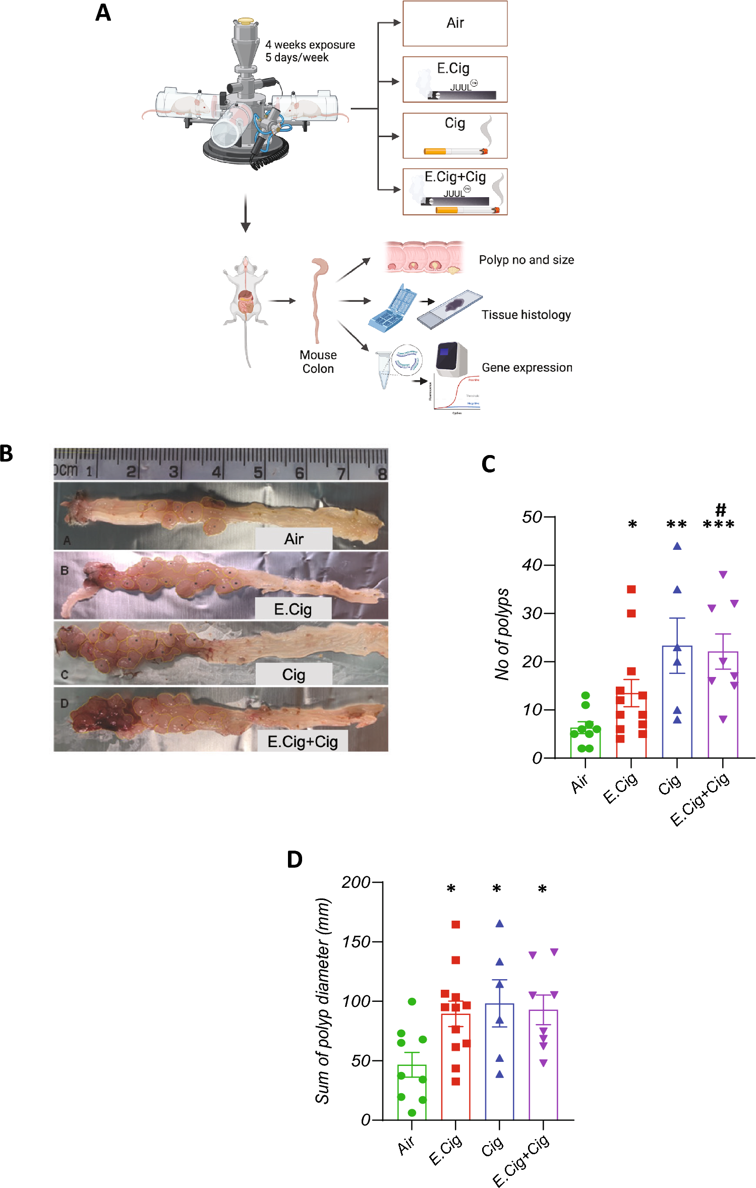 E-cigarettes increase the risk of adenoma formation in murine colorectal cancer model