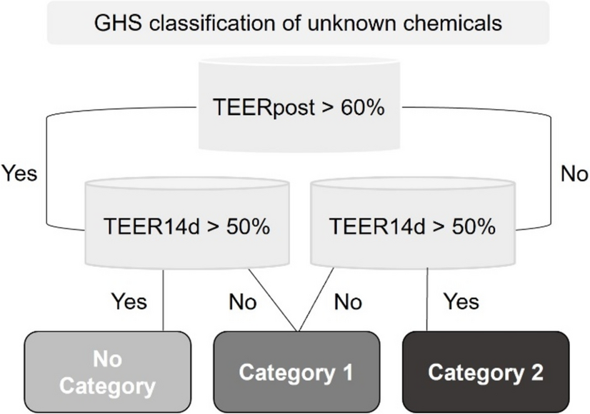 Non-invasive in vitro NAM for the detection of reversible and irreversible eye damage after chemical exposure for GHS classification purposes (ImAi)