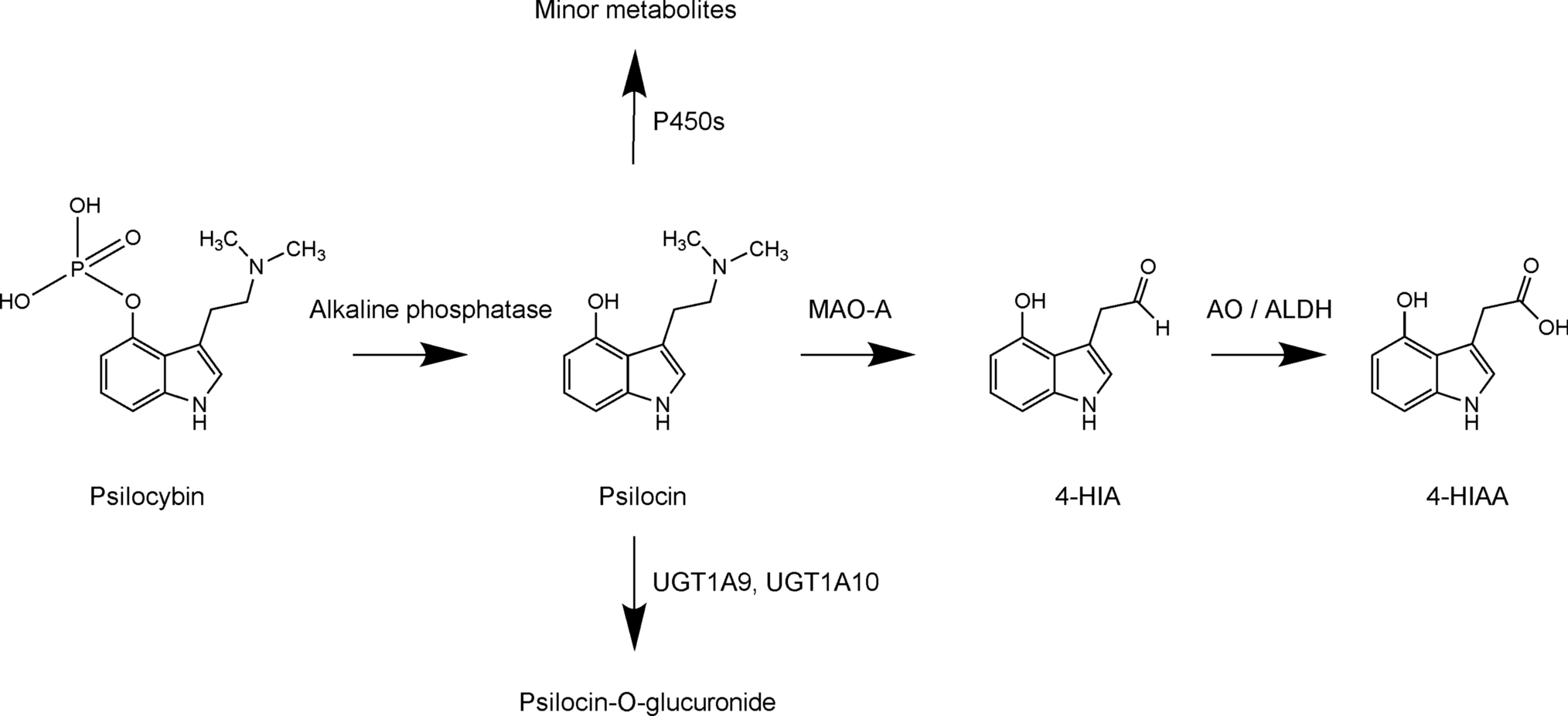 Elucidating the Phase I metabolism of psilocin in vitro