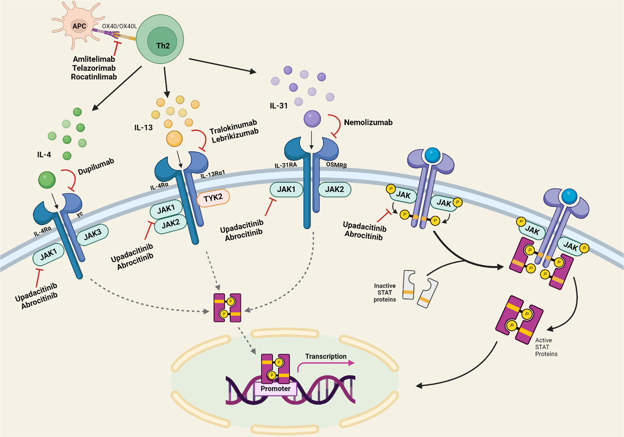 ABCs of Biologics in Pediatric Eczema: An Updated Review on the Safety and Efficacy of Systemic Treatments for Pediatric Atopic Dermatitis and Future Directions