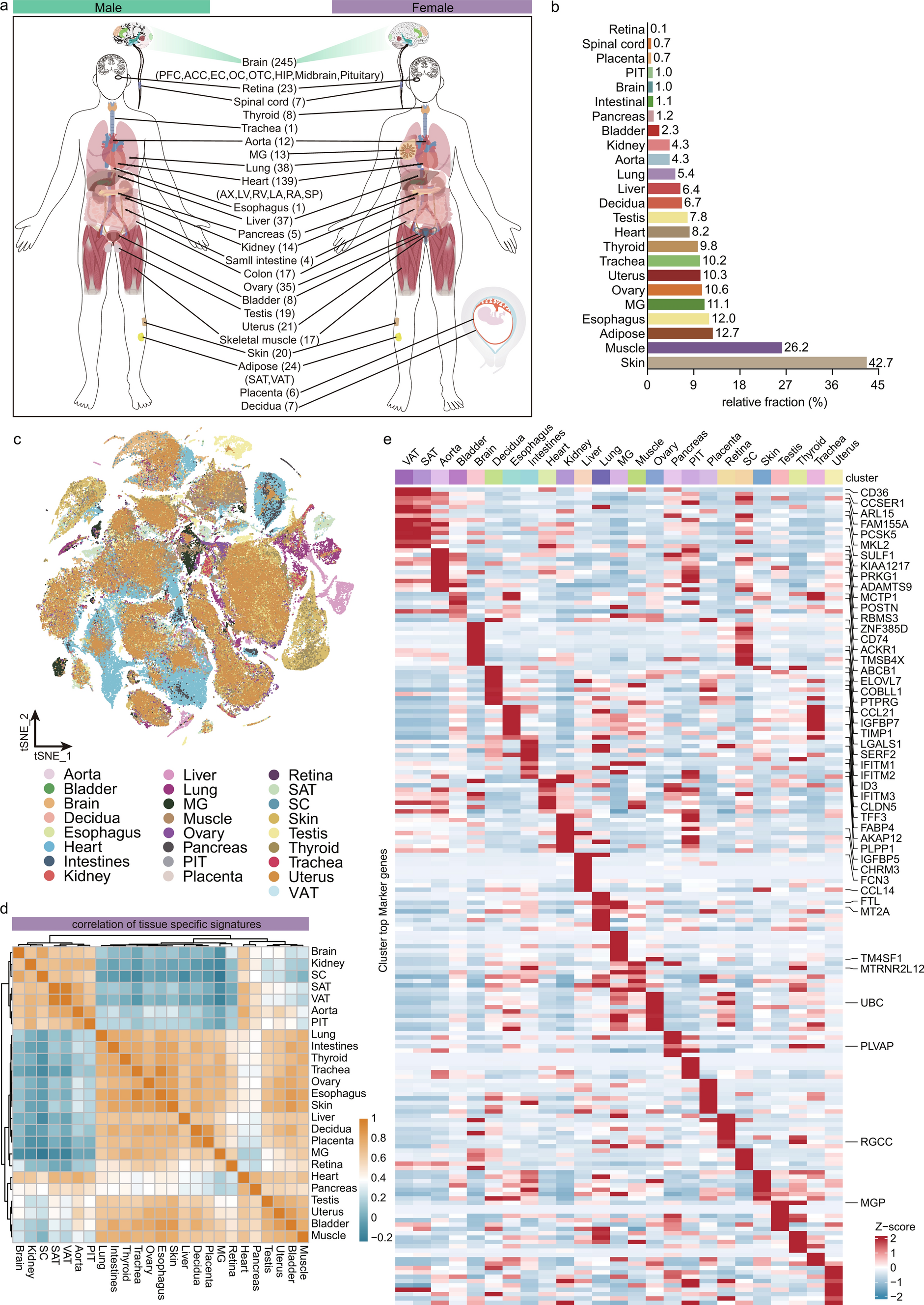 Single-cell transcriptome unveils unique transcriptomic signatures of human organ-specific endothelial cells