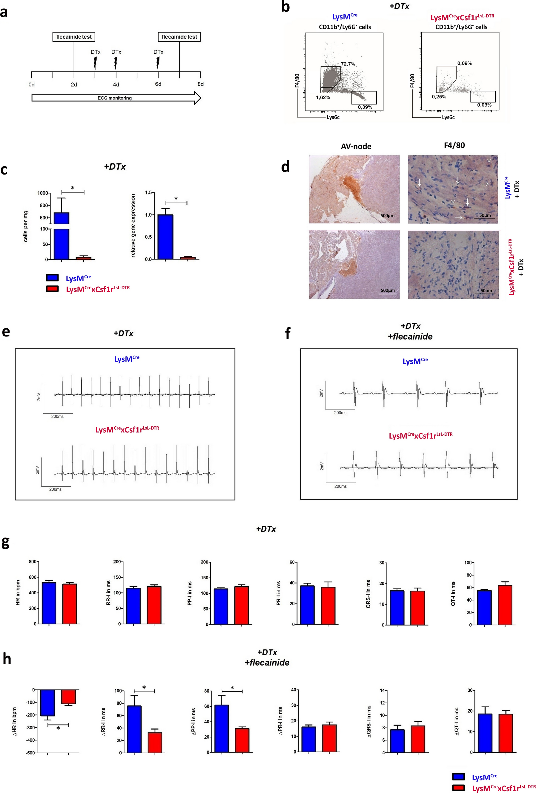 Macrophages enhance sodium channel expression in cardiomyocytes