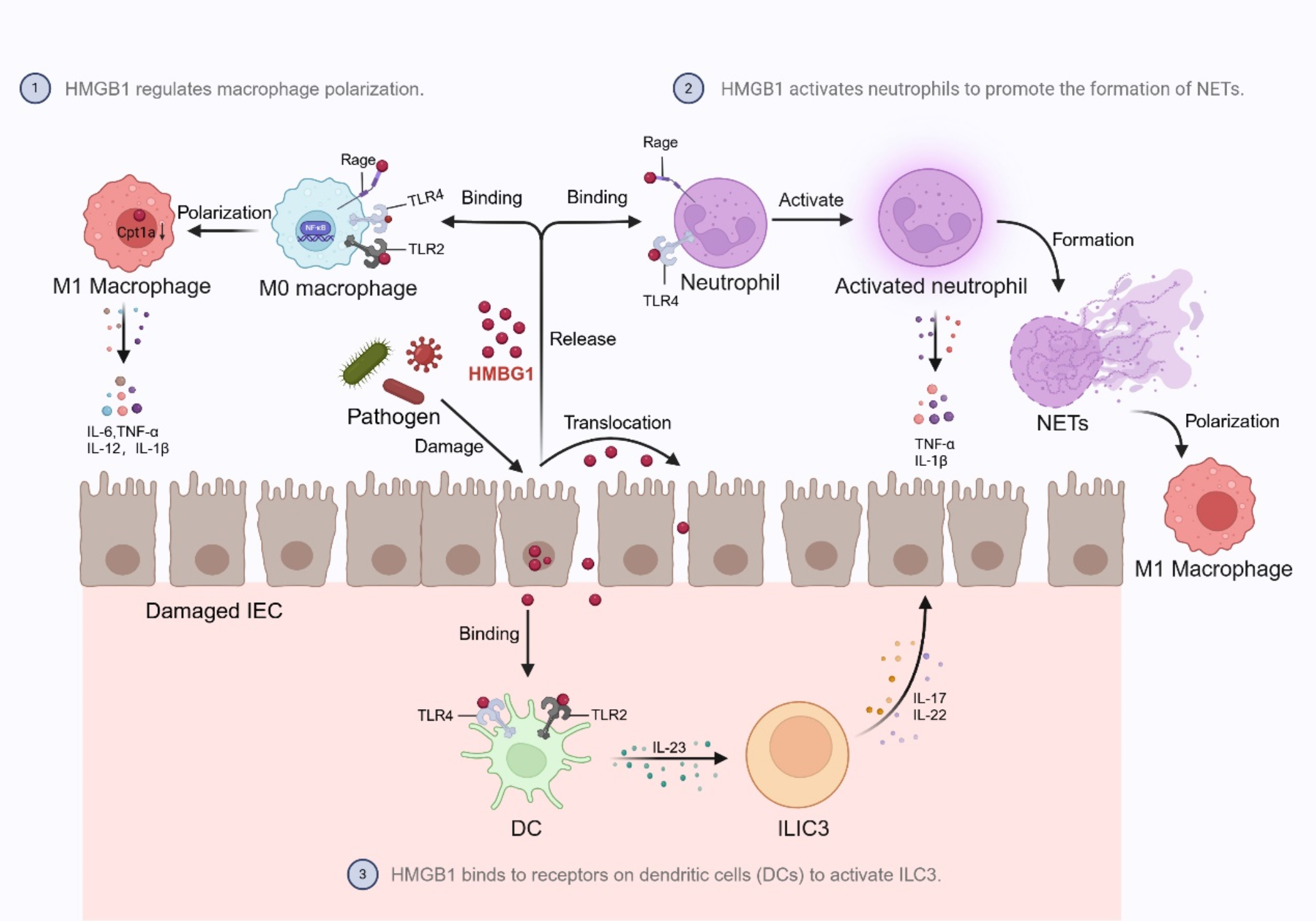 HMGB1: key mediator in digestive system diseases