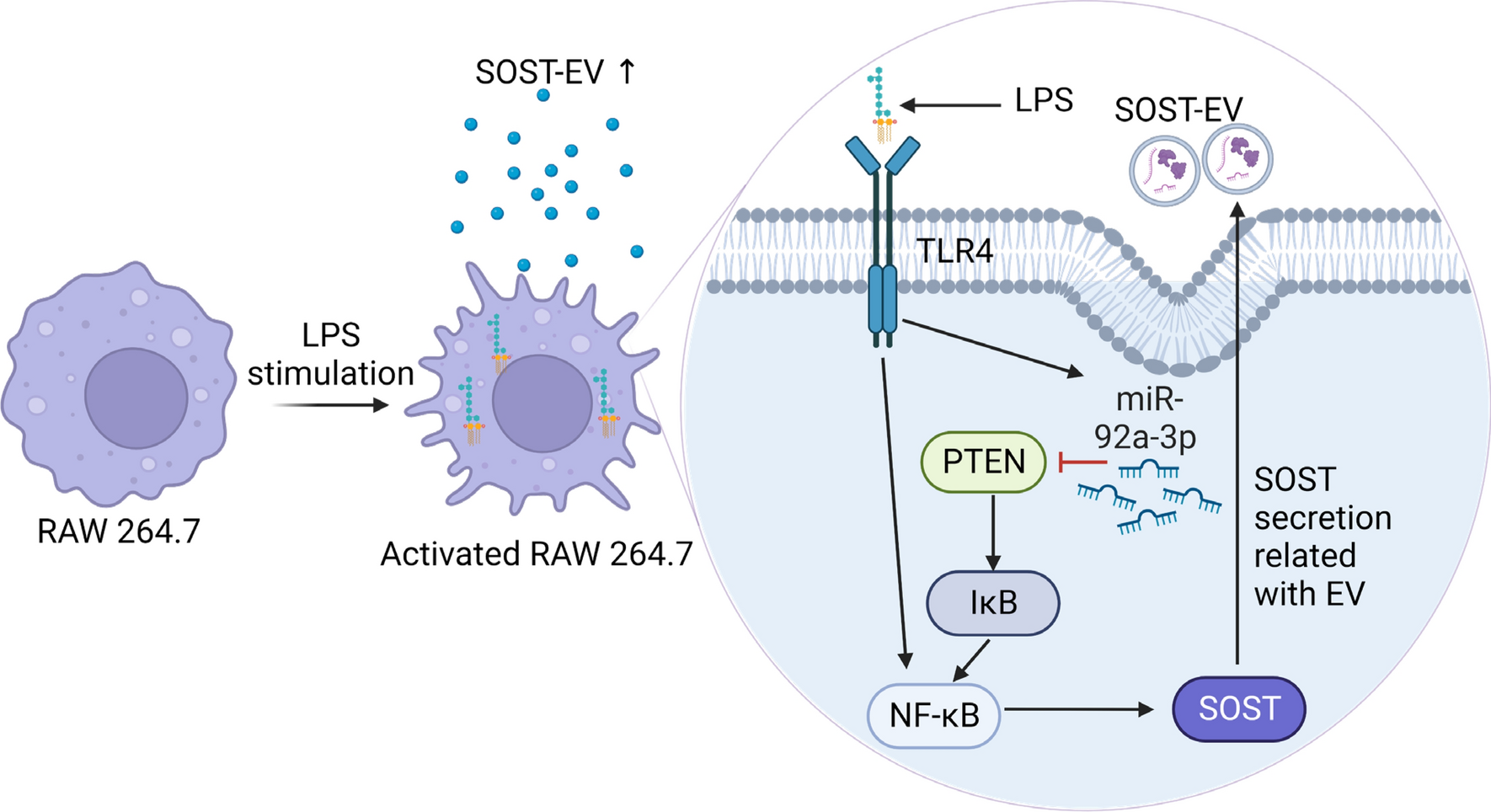 Lipopolysaccharide (LPS) induces sclerostin secretion by extracellular vesicle via TLR4/miR-92a-3p/PTEN/NF-κB signalling pathway in murine macrophage