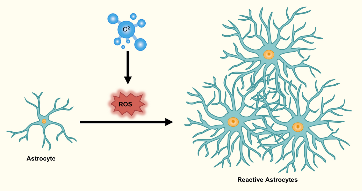 The role of NLRP3 inflammasome-mediated pyroptosis in astrocytes during hyperoxia-induced brain injury