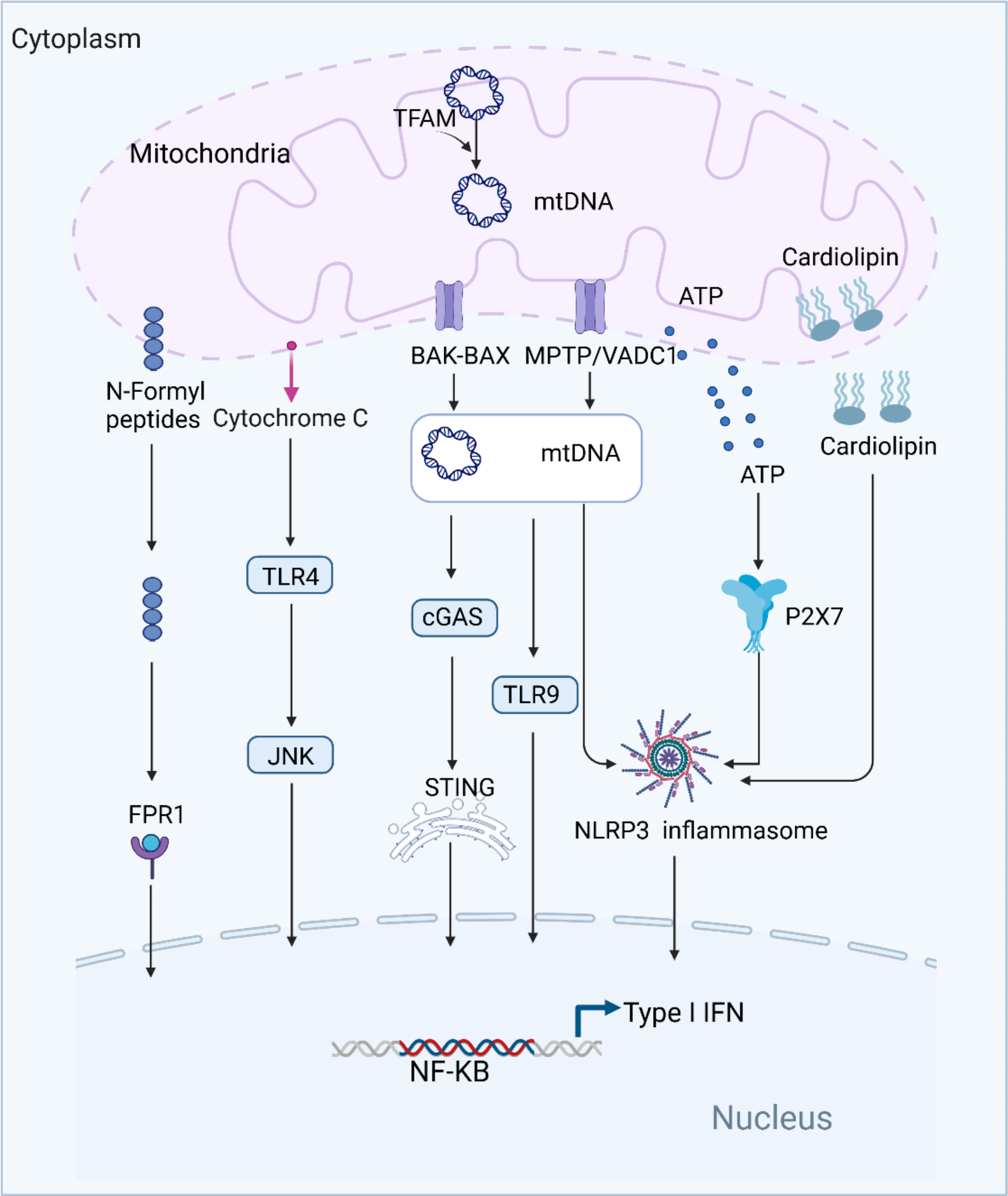 Mechanisms of mitochondrial damage-associated molecular patterns associated with inflammatory response in cardiovascular diseases