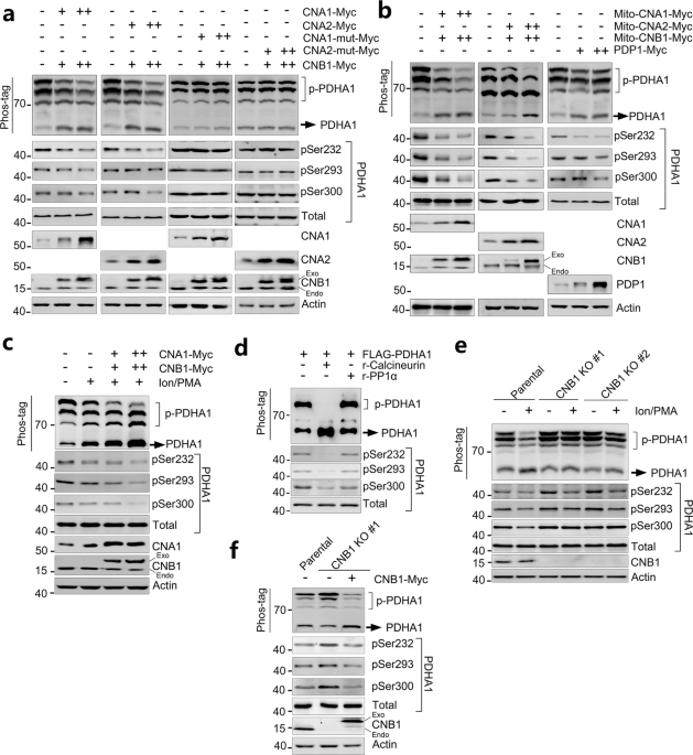 Correction: Calcineurin inactivation inhibits pyruvate dehydrogenase complex activity and induces the Warburg effect