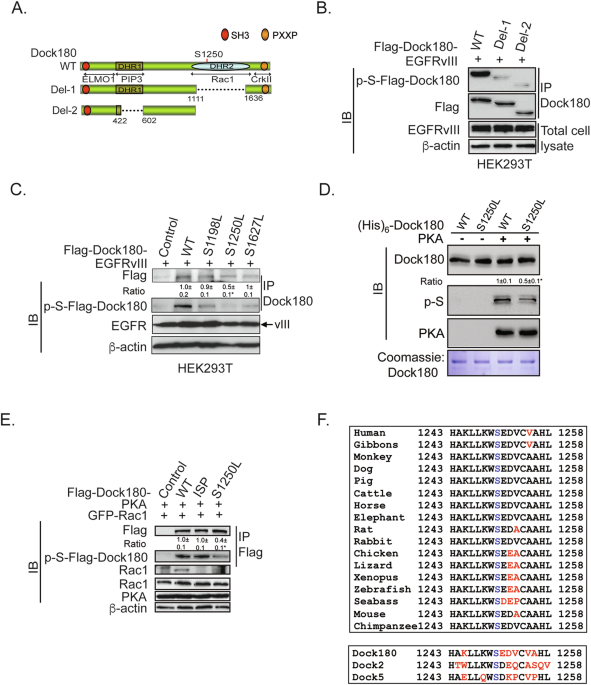 Correction: EGFRvIII stimulates glioma growth and invasion through PKA-dependent serine phosphorylation of Dock180