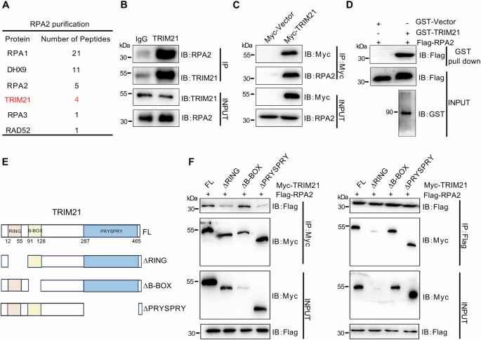 Phospho-TRIM21 orchestrates RPA2 ubiquitination switch to promote homologous recombination and tumor radio/chemo-resistance