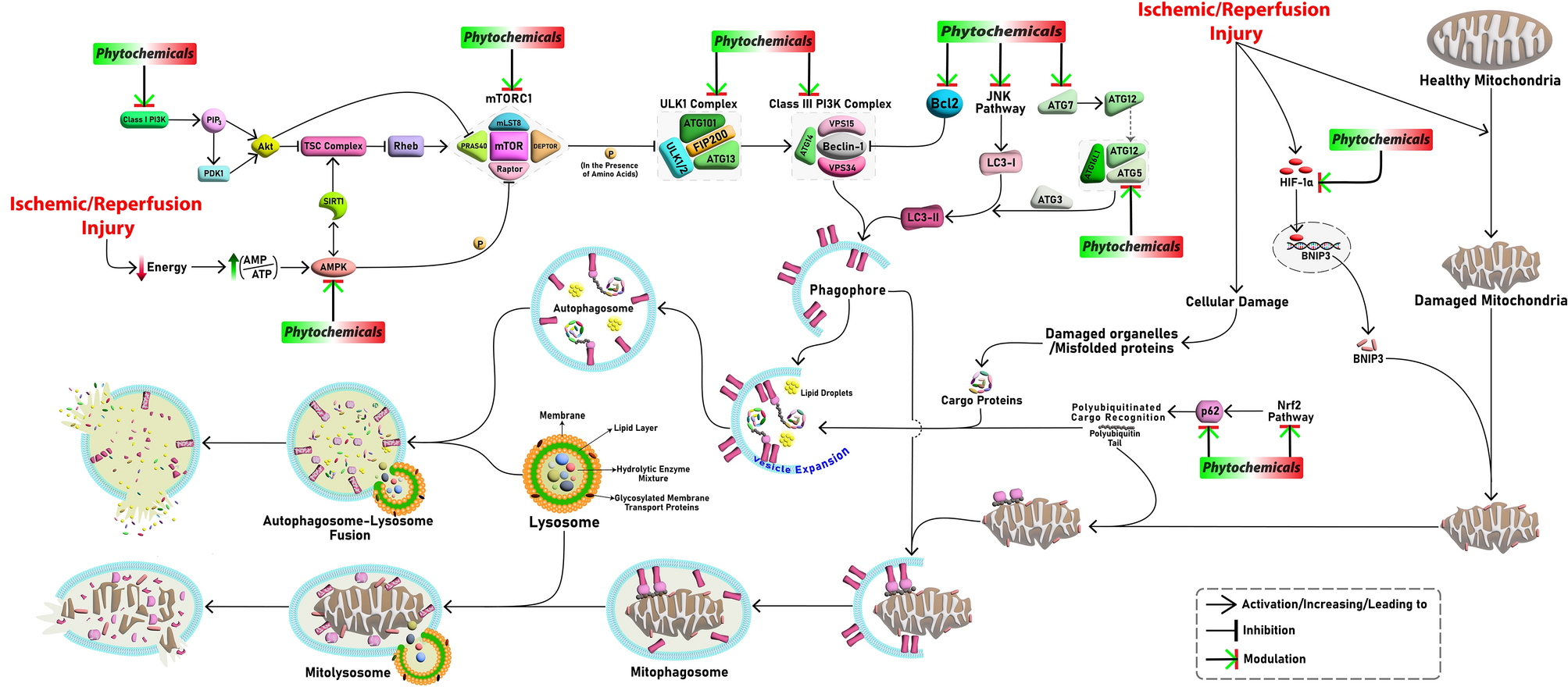 Neuroprotective effects of phytochemicals through autophagy modulation in ischemic stroke