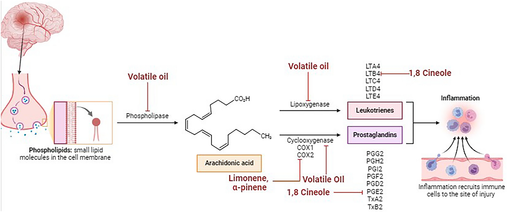 The neuroprotective role of volatile oils: insights into chemical profiles, characteristics, neurochemical mechanisms, and preclinical studies in Alzheimer's disease