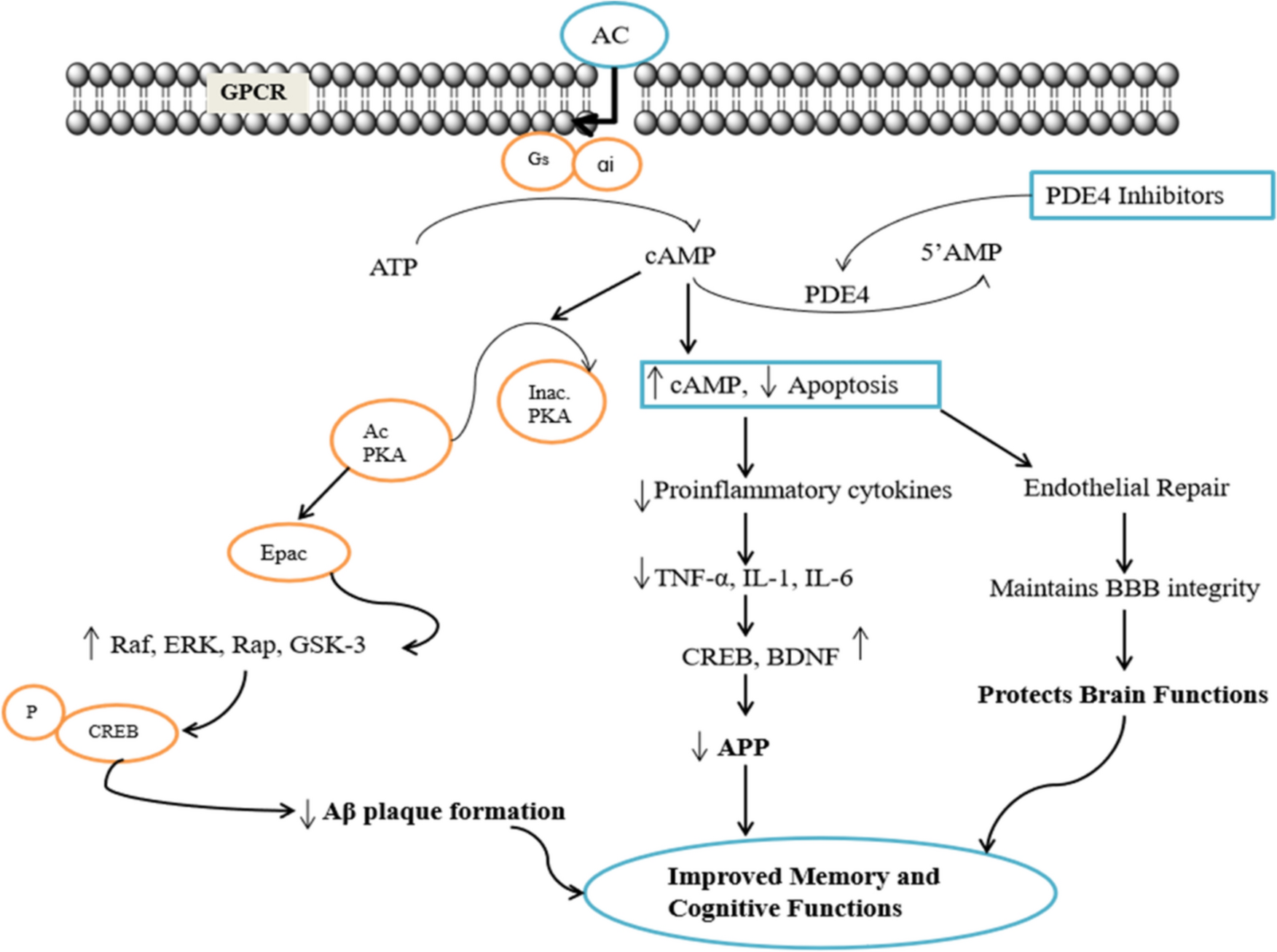 Connecting dots: Preclinical foundations to clinical realities of PDE4 inhibitors in Alzheimer's disease