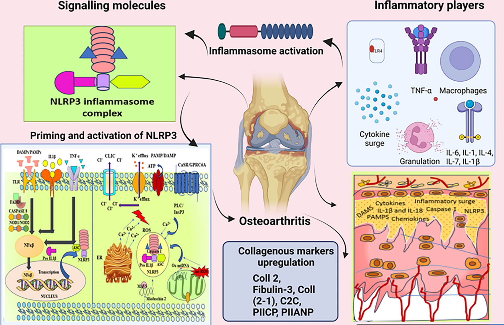 Targeting the NLRP3 inflammasome as a novel therapeutic target for osteoarthritis