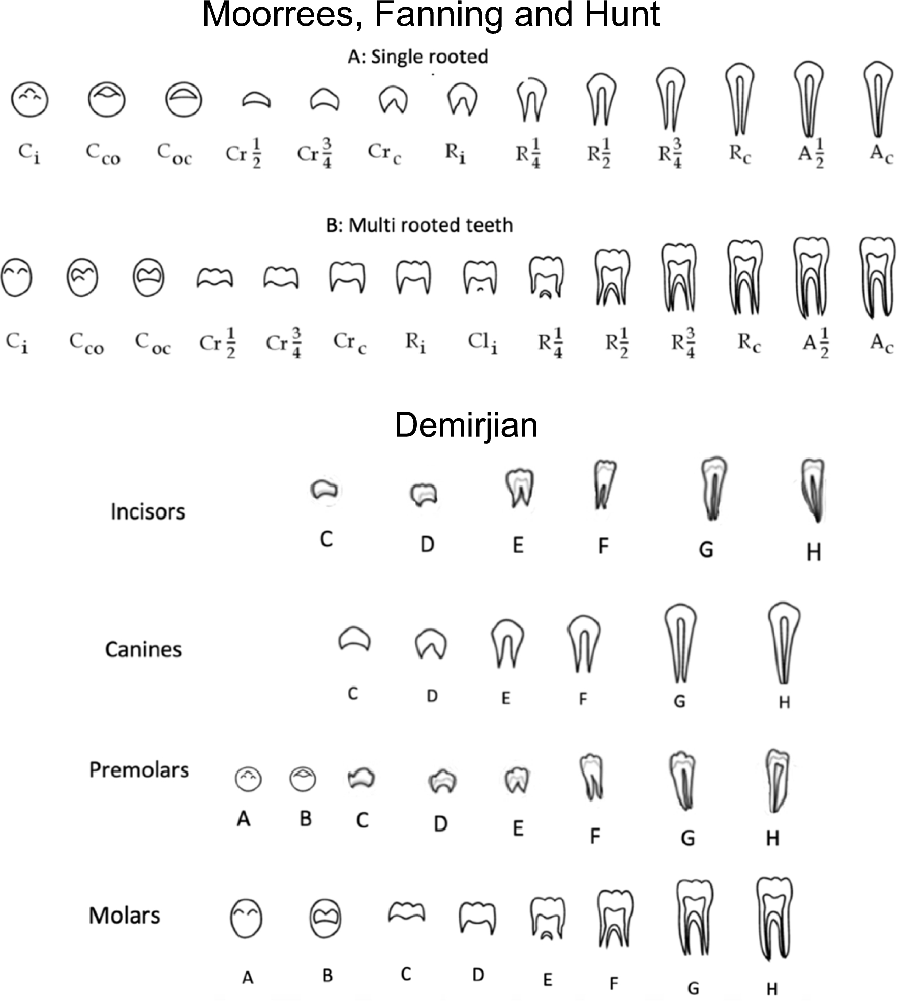 Symmetry in the developmental stages of permanent human teeth: a comparative study between maxilla and mandible