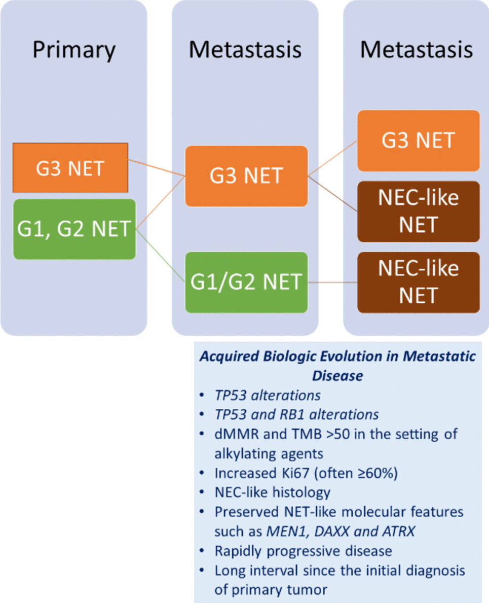 Insights into Biologic Evolution of Grade 3 Neuroendocrine Tumors Reflect Classification Challenges