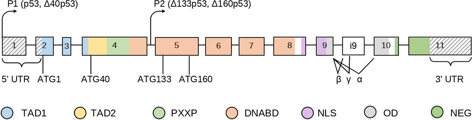 Assessing germline TP53 mutations in cancer patients: insights into Li-Fraumeni syndrome and genetic testing guidelines