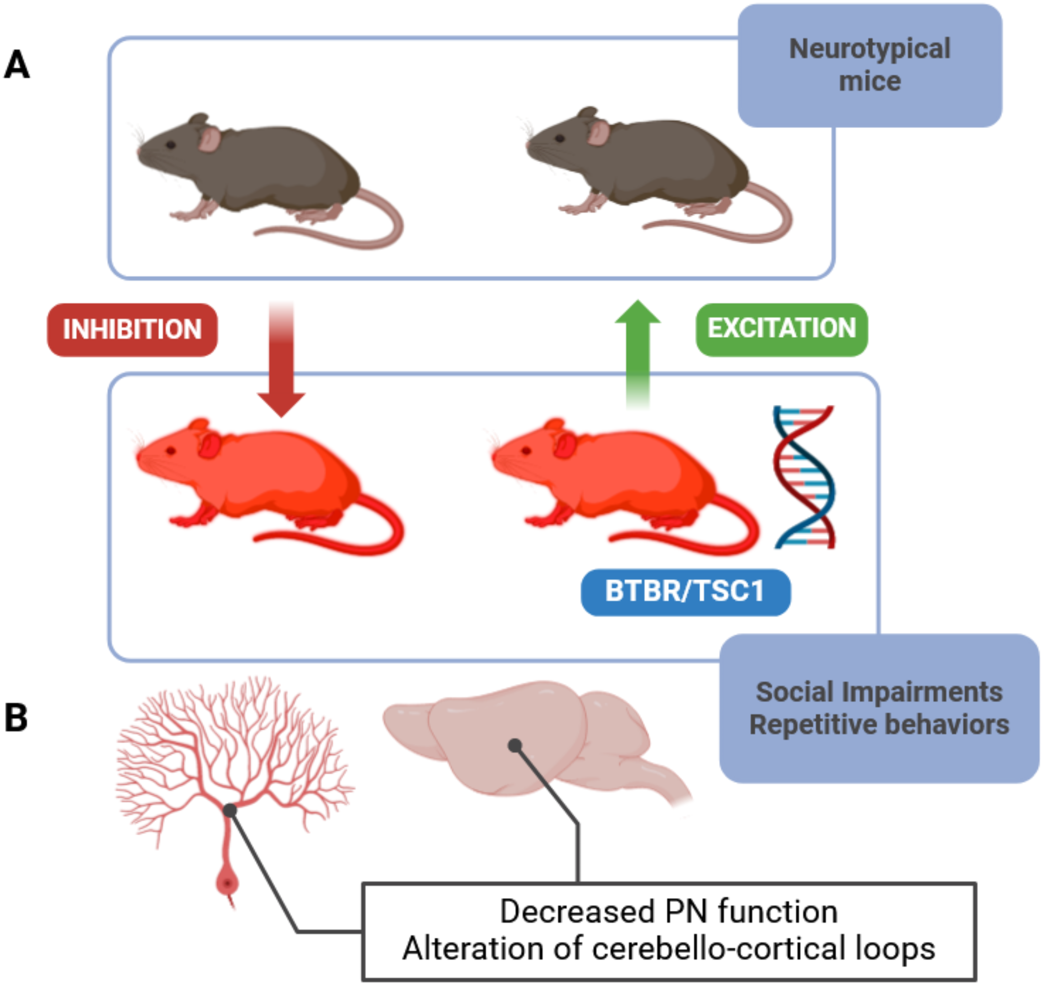 Cerebellar Neuromodulation in Autism Spectrum Disorders and Social Cognition: Insights from Animal and Human Studies